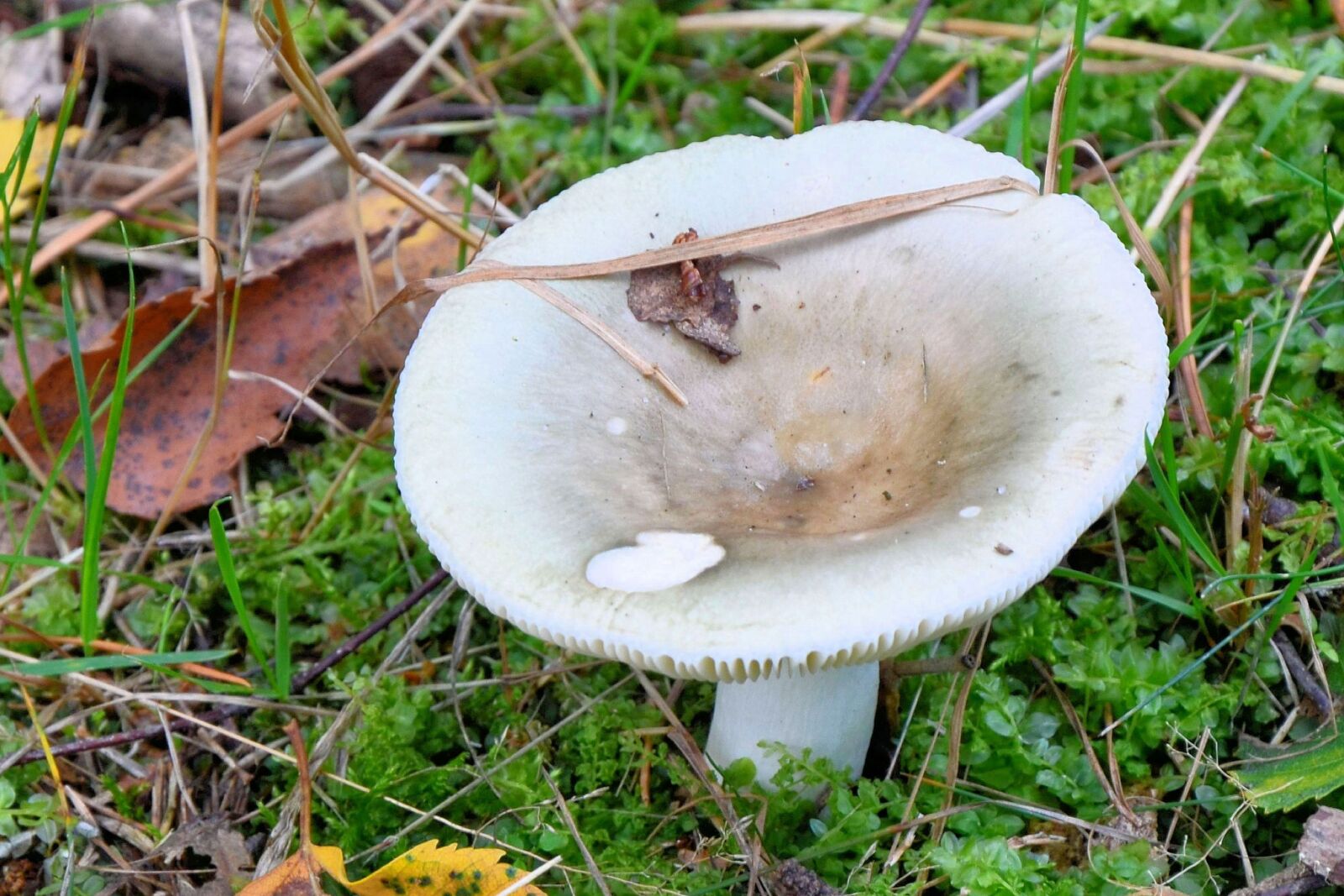 Nikon D5100 sample photo. Mushroom, forest, forest floor photography