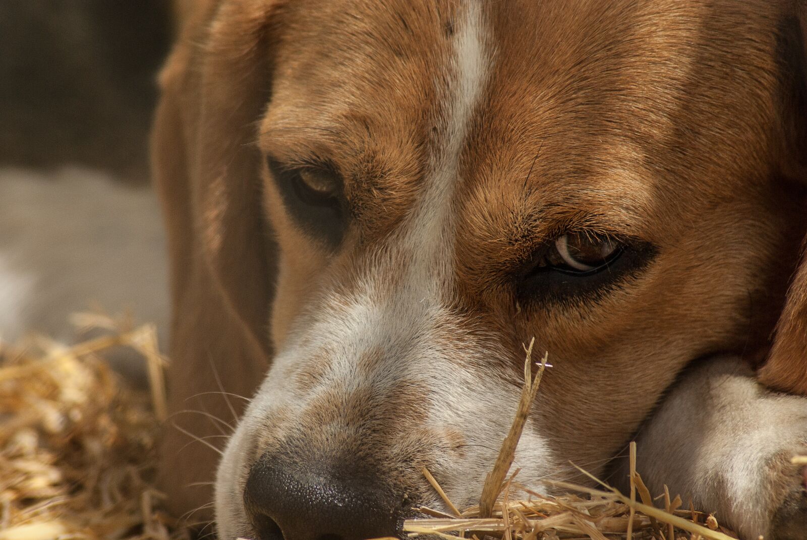 Tamron AF 70-300mm F4-5.6 Di LD Macro sample photo. Dog, hunting, pack photography