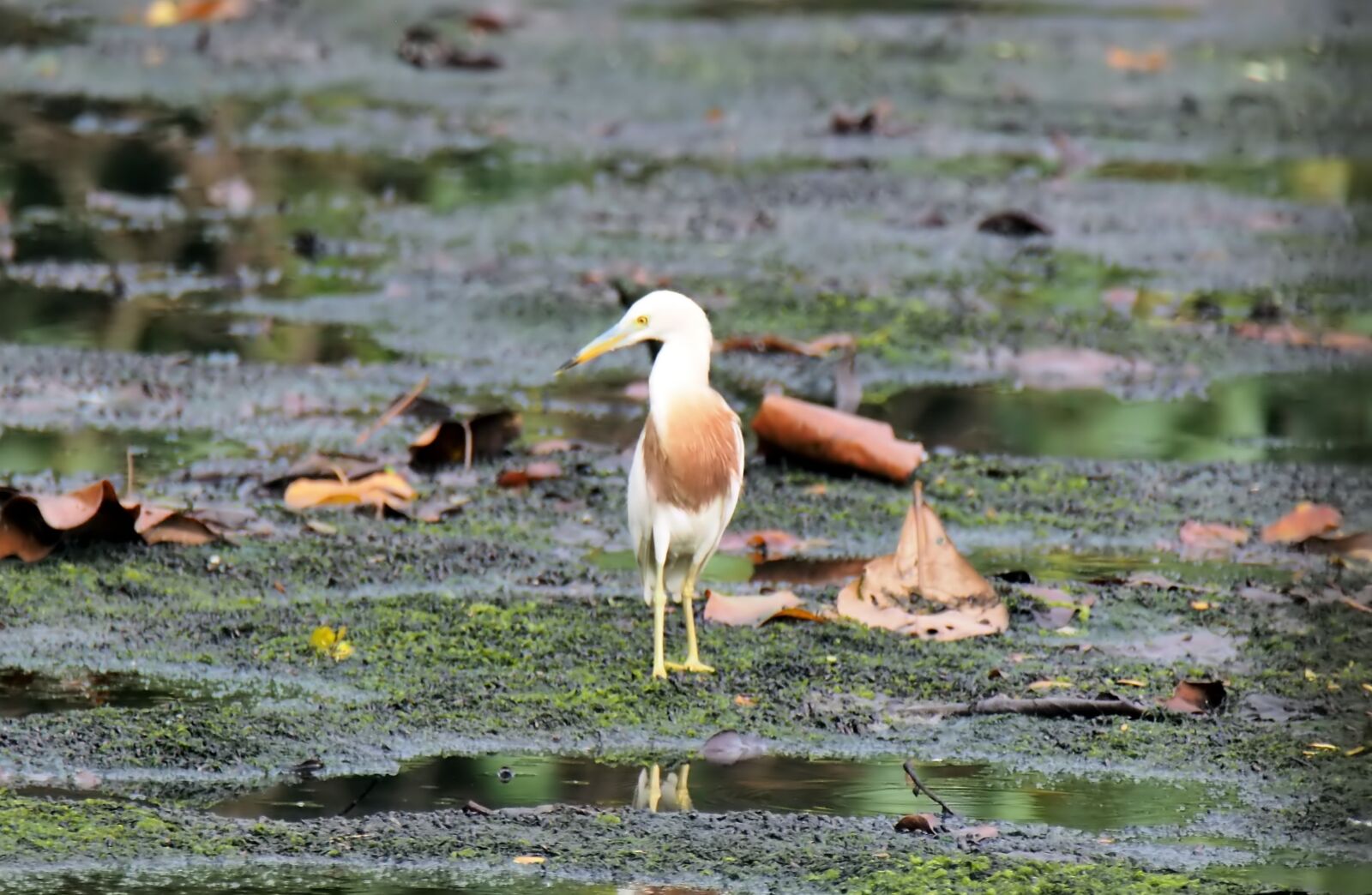 Olympus OM-D E-M1 sample photo. Bird, wild, wildlife photography