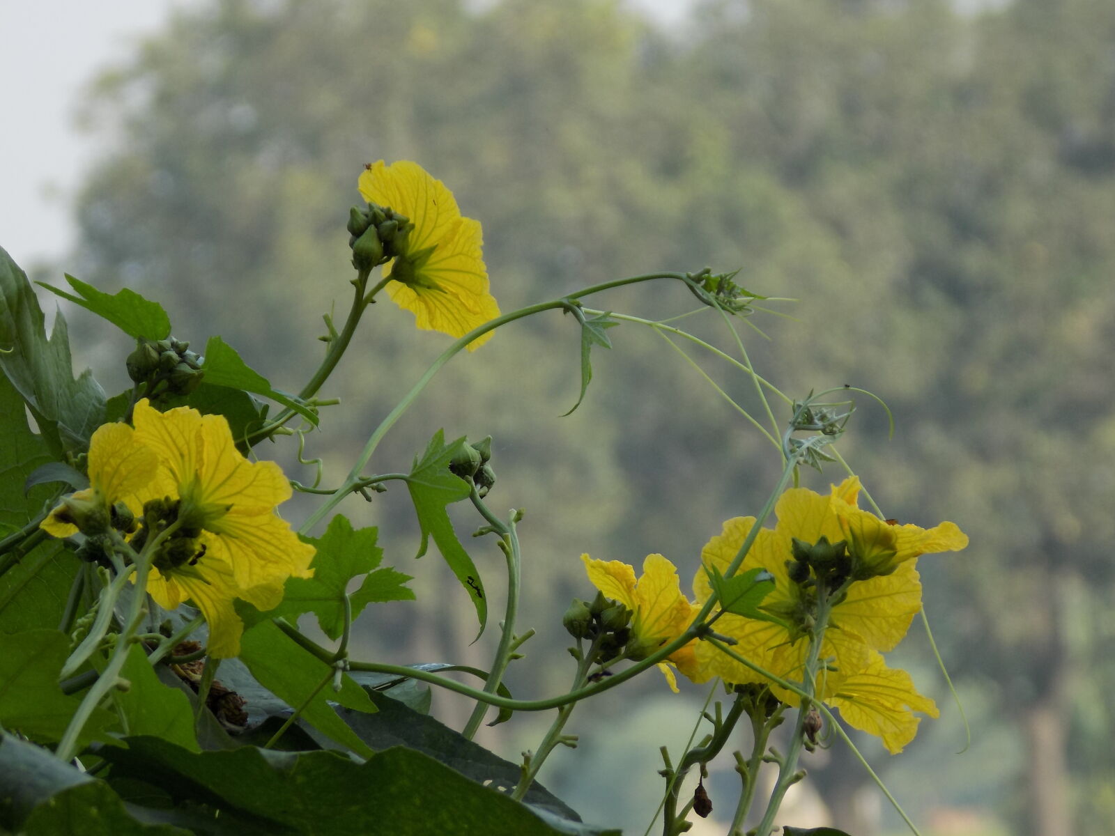 Nikon COOLPIX L340 sample photo. Aeroplant, bokeh, defocused, fresh photography