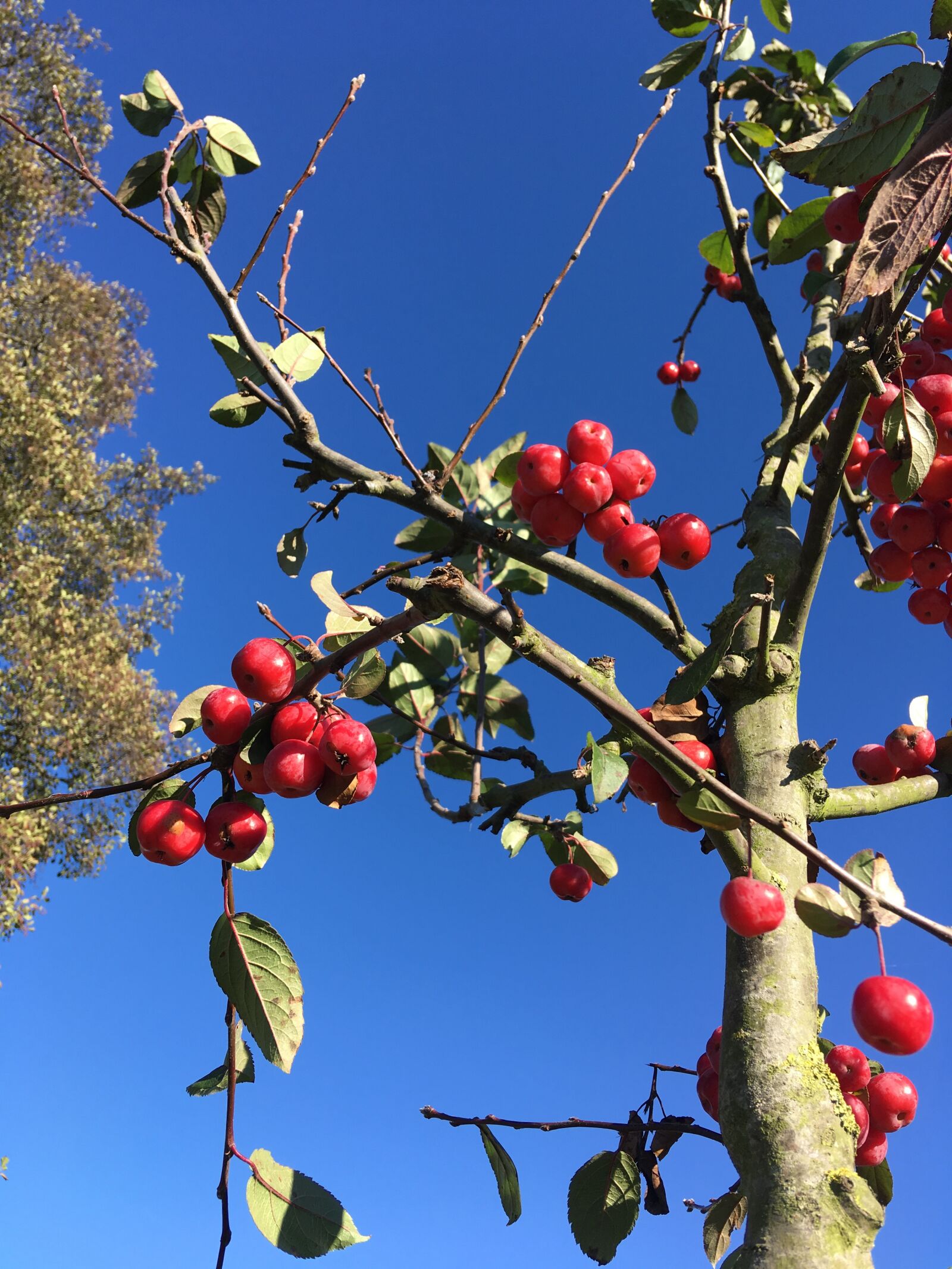 iPhone SE back camera 4.15mm f/2.2 sample photo. Zier pfel ii, herbst photography