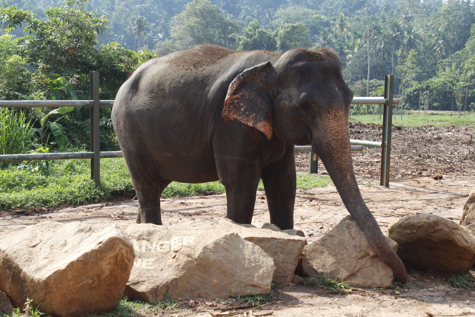 Canon EOS 1200D (EOS Rebel T5 / EOS Kiss X70 / EOS Hi) sample photo. Nature, elephant, wildlife photography