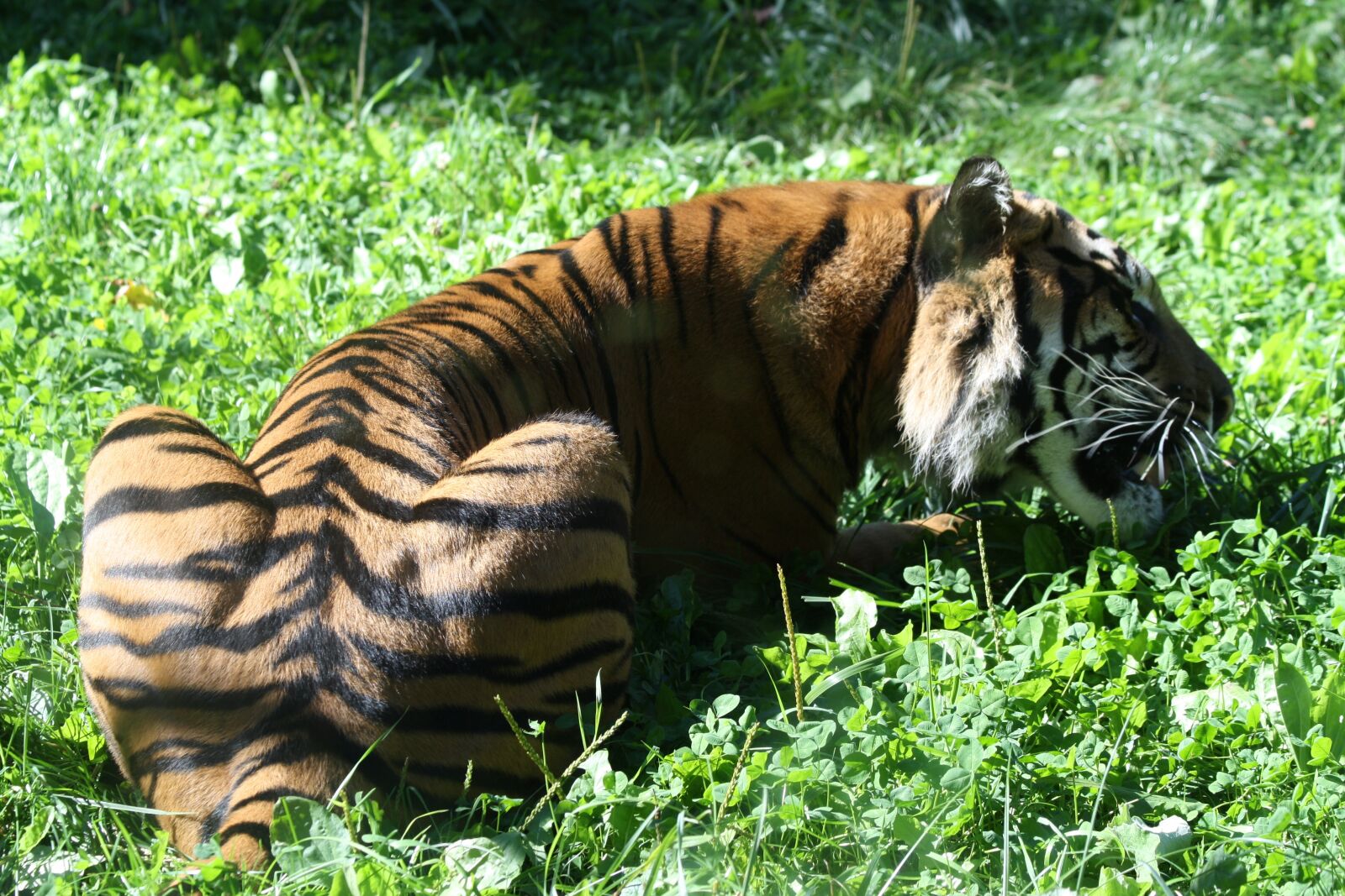 Canon EOS 1000D (EOS Digital Rebel XS / EOS Kiss F) sample photo. Tiger, animal, predator photography