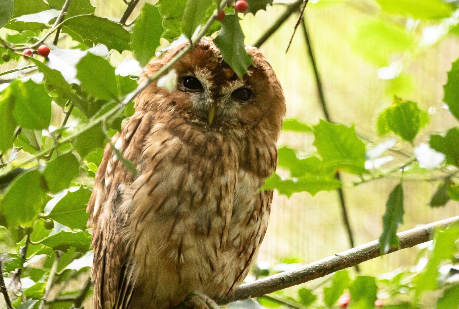 Canon EOS 6D Mark II sample photo. Tawny owl, owl, bird photography