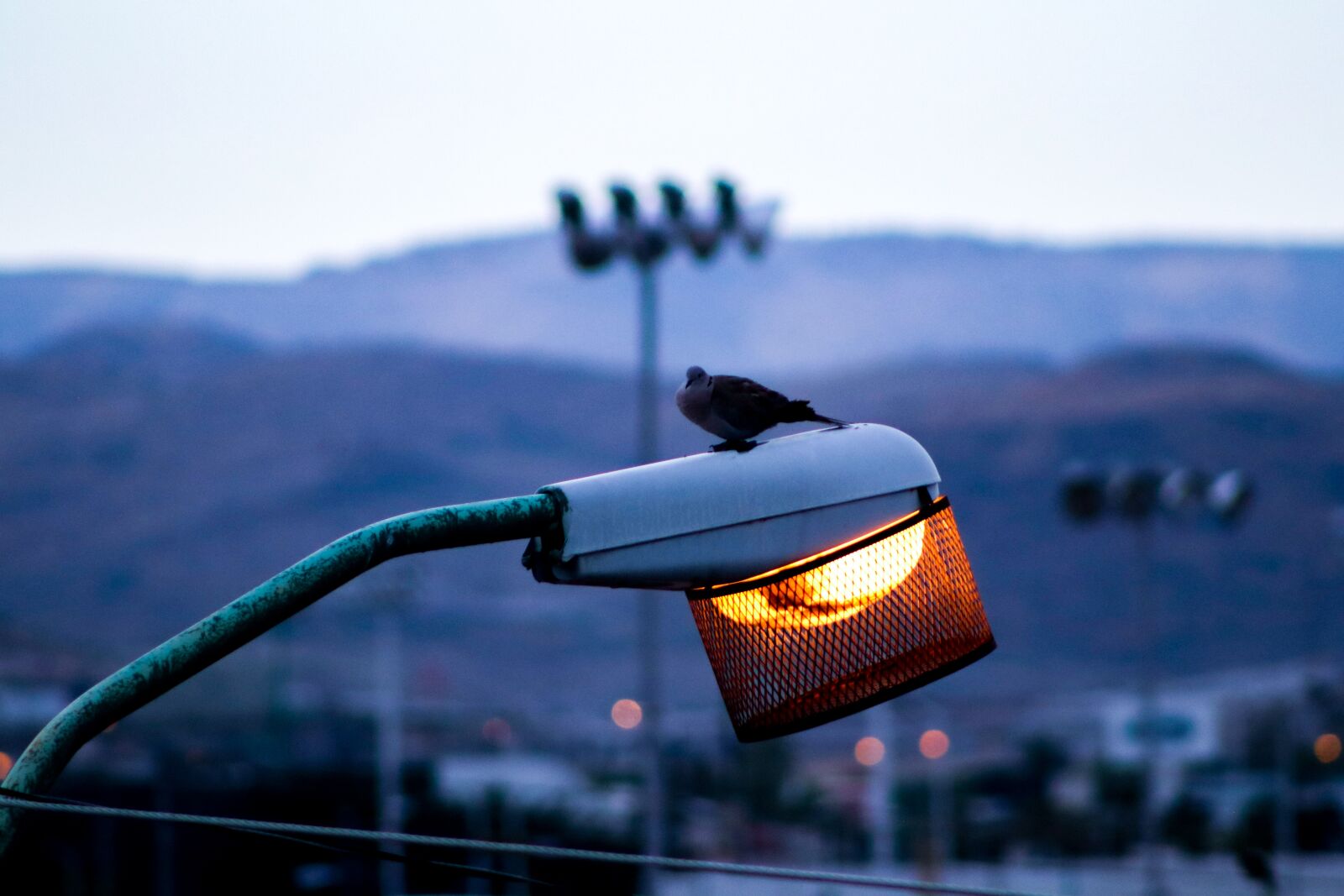 Canon EOS 80D sample photo. Blur, lamps, lamp photography
