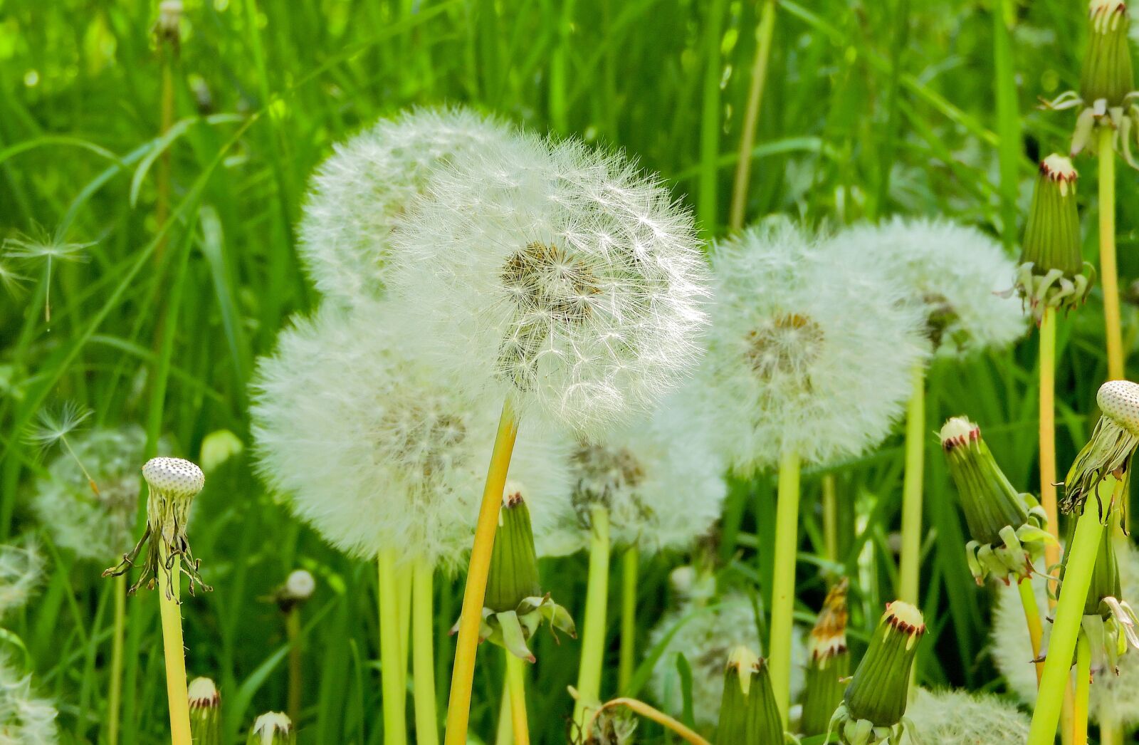 Nikon Coolpix B700 sample photo. Flower photography