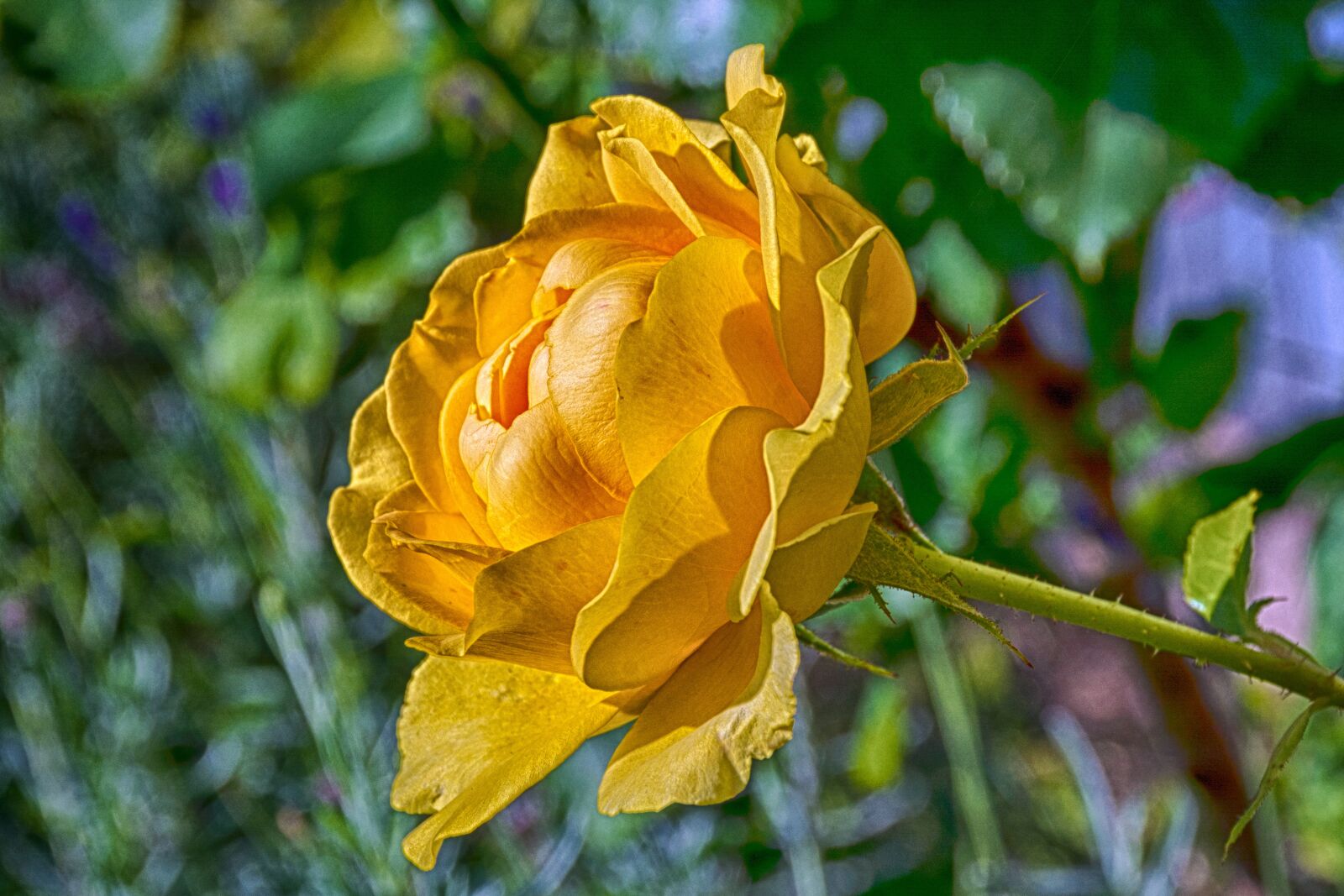 Nikon D7100 sample photo. Rose, yellow, flower photography