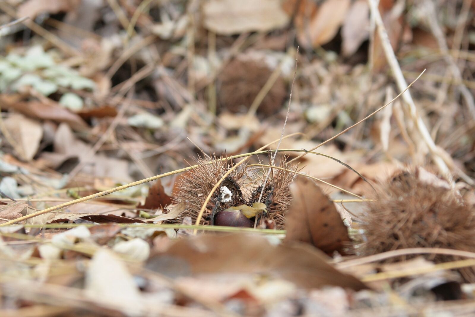 Canon EOS 400D (EOS Digital Rebel XTi / EOS Kiss Digital X) sample photo. Night, nature, landscape photography