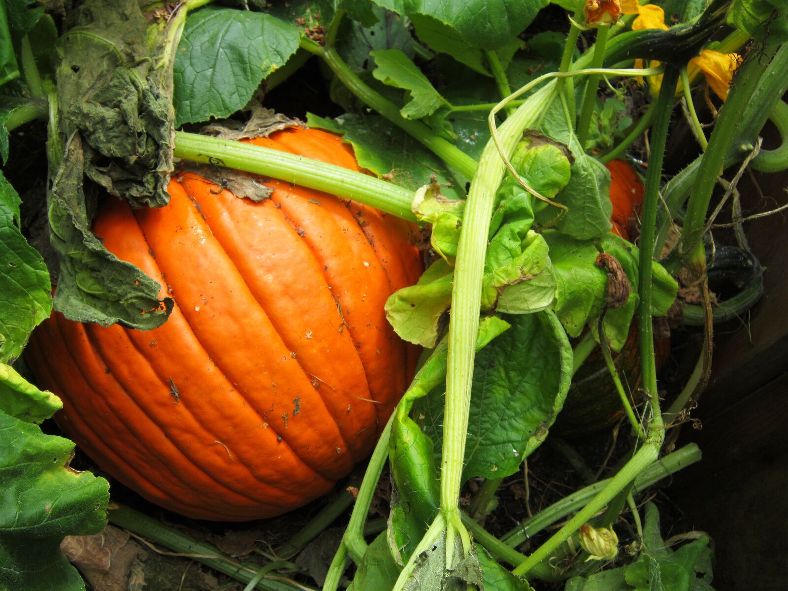 Canon PowerShot A3300 IS sample photo. Orange, pumpkin photography