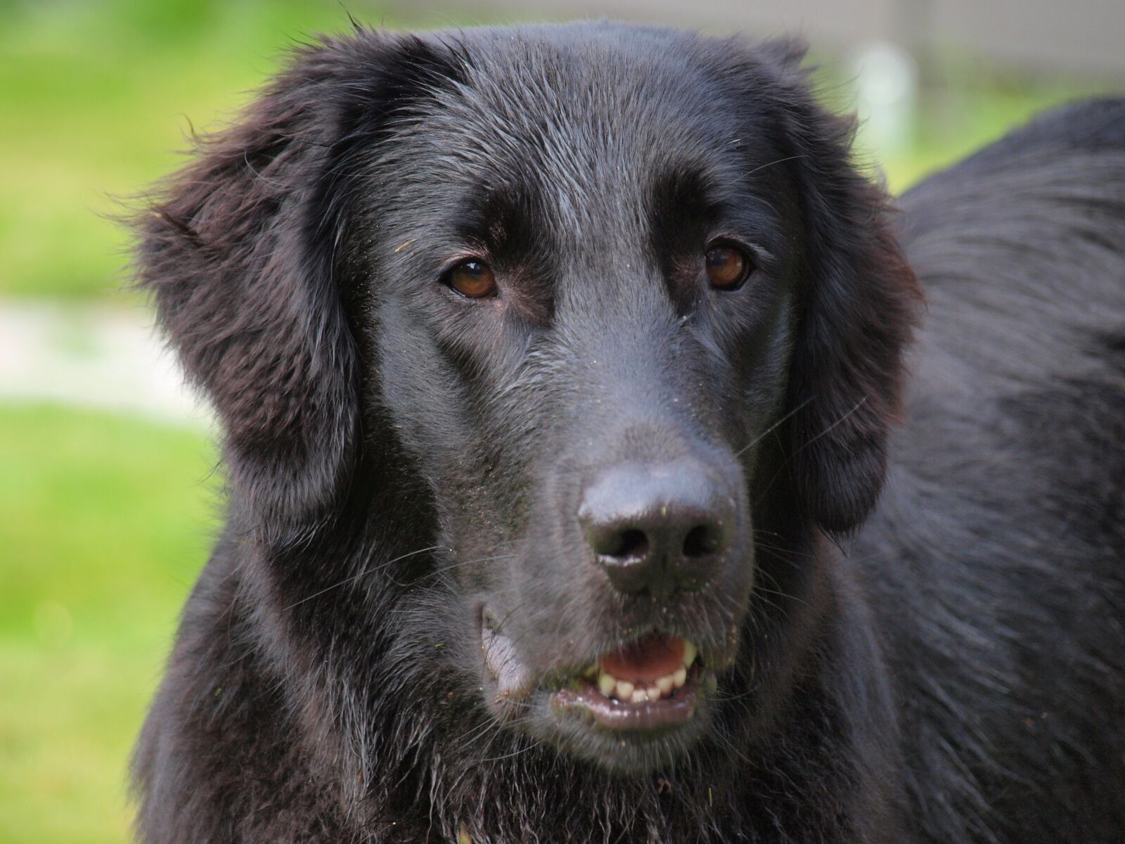 Olympus E-420 (EVOLT E-420) sample photo. Flatcoated retriever, flat-coated, retriever photography