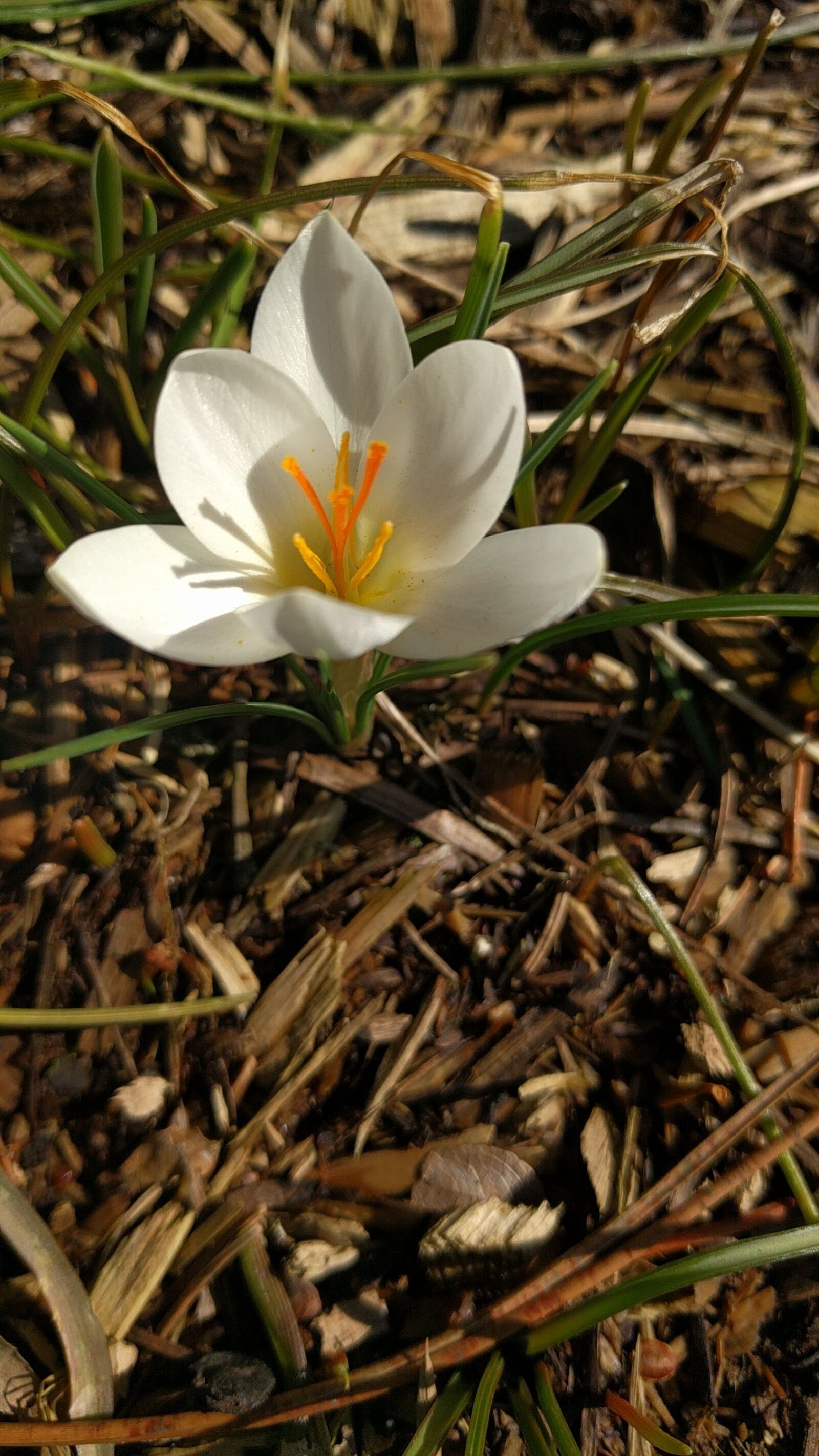 LG Nexus 5X sample photo. Crocus, white, spring photography