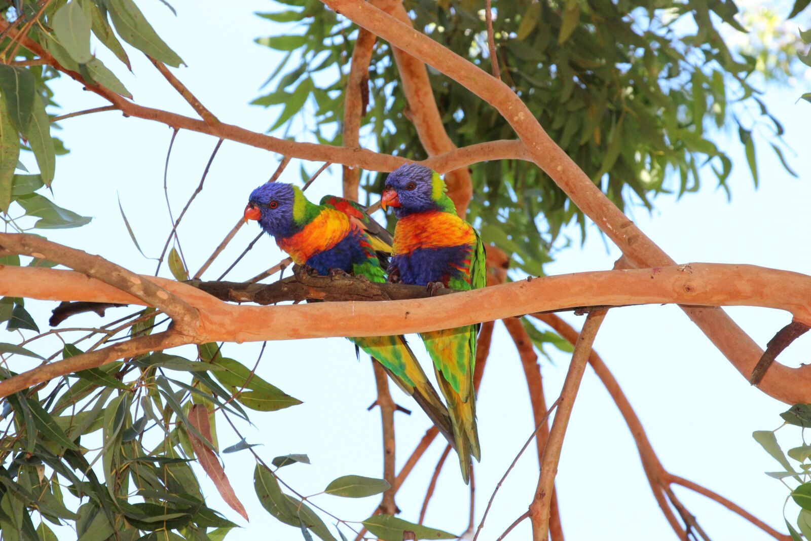 Canon EOS 650D (EOS Rebel T4i / EOS Kiss X6i) + Canon EF-S 18-135mm F3.5-5.6 IS STM sample photo. Parrots, birds, colorful photography