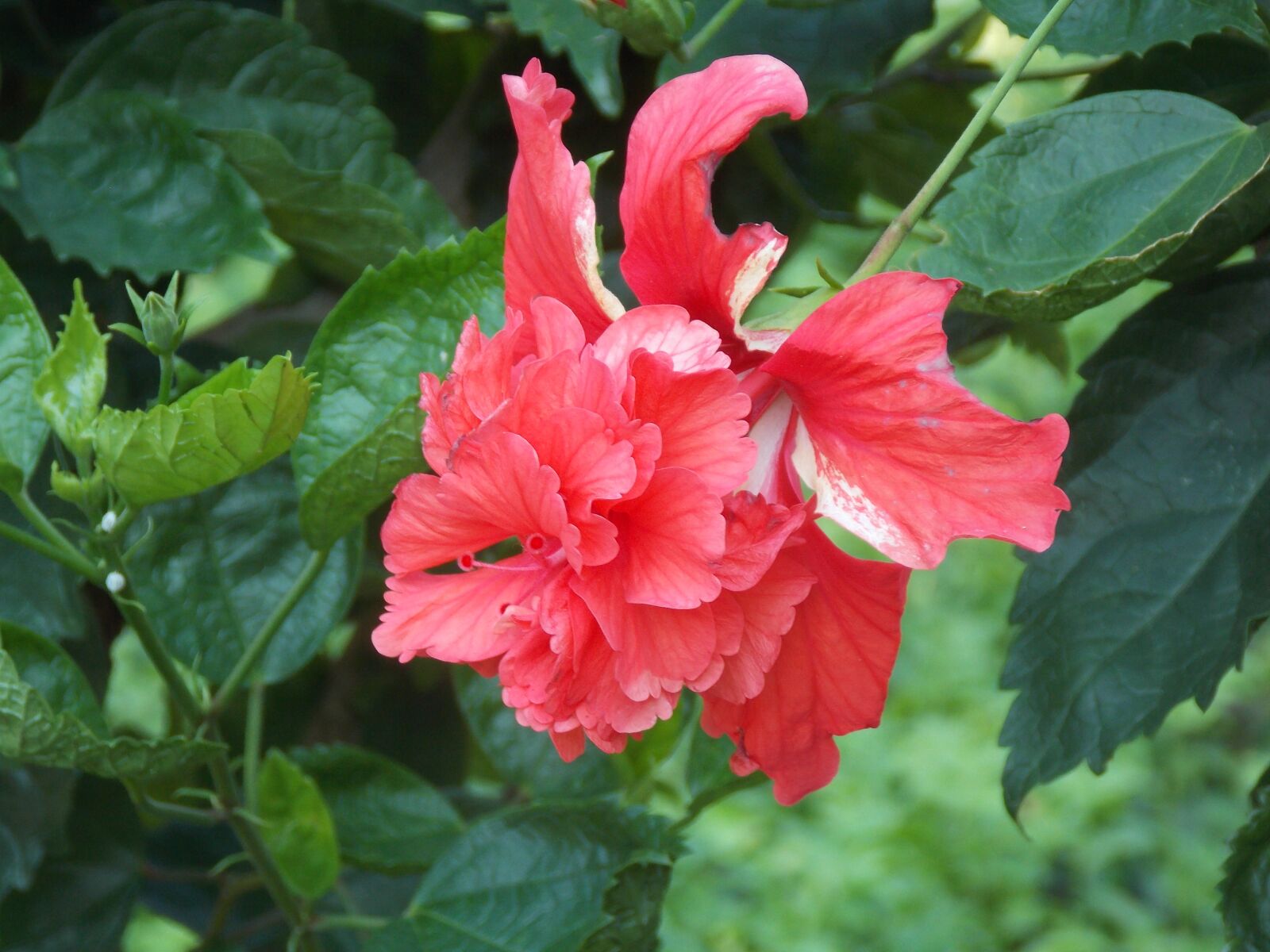 Nikon Coolpix L810 sample photo. Red, hibiscus, flower photography
