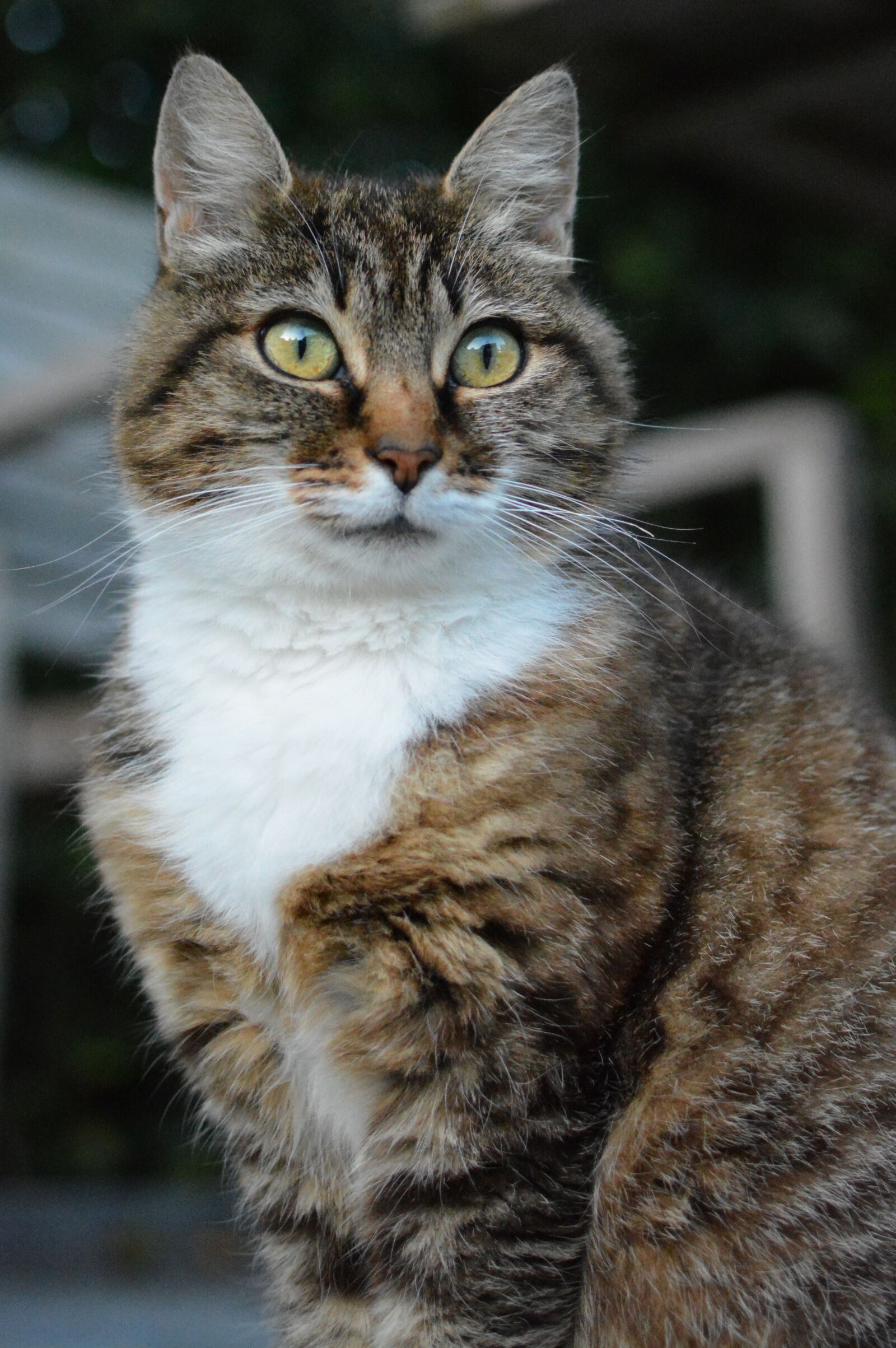 Nikon D5200 sample photo. Cat, animal, cats photography