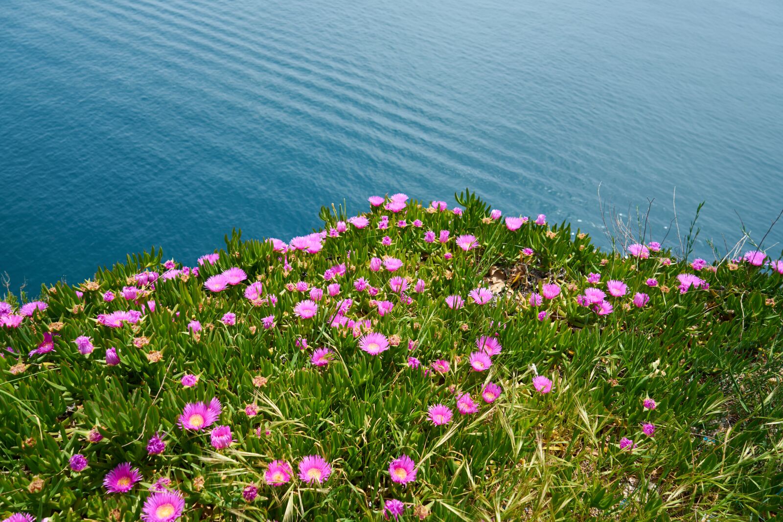 Sony a7R II sample photo. Flowers, landscape, dopa photography