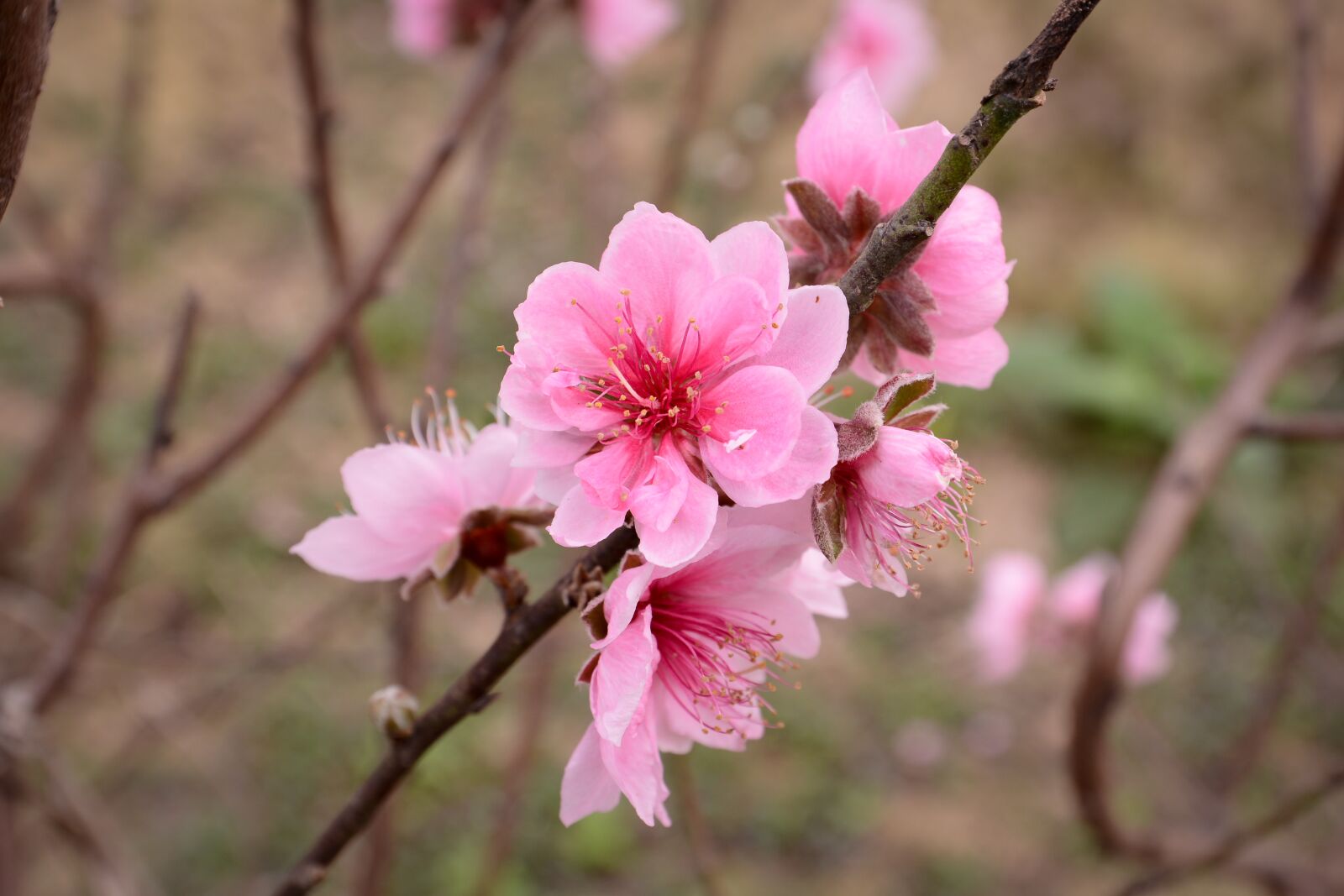 Nikon D7100 sample photo. Peach, peach flower, flower photography