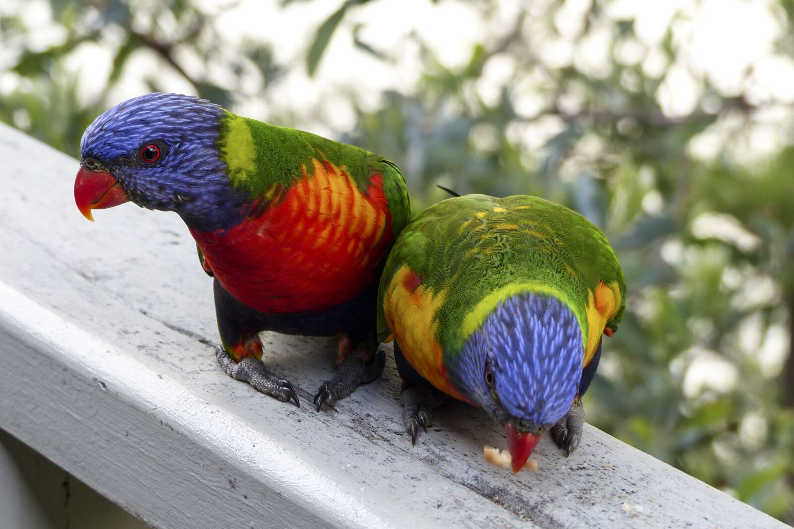 Panasonic Lumix DMC-FZ200 sample photo. Rainbow lorikeet, bird, parrot photography