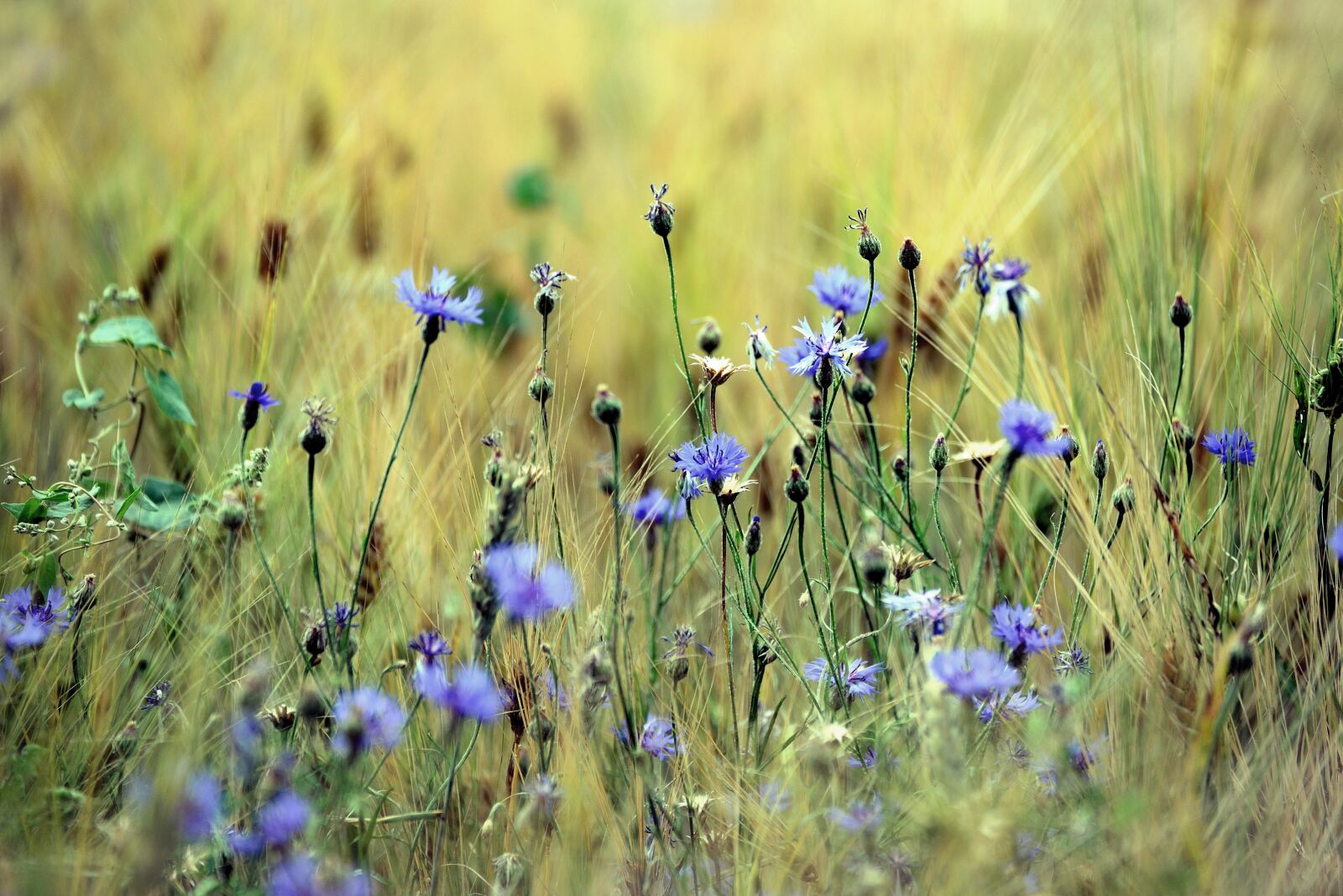 Nikon D610 sample photo. Cereals, cornflowers, cornfield photography