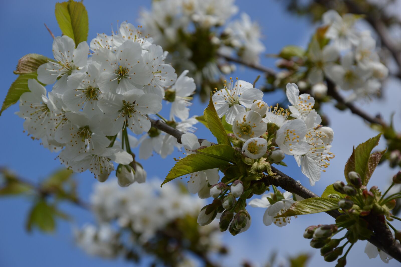 Nikon D3200 sample photo. Plant, cherry, blossom photography