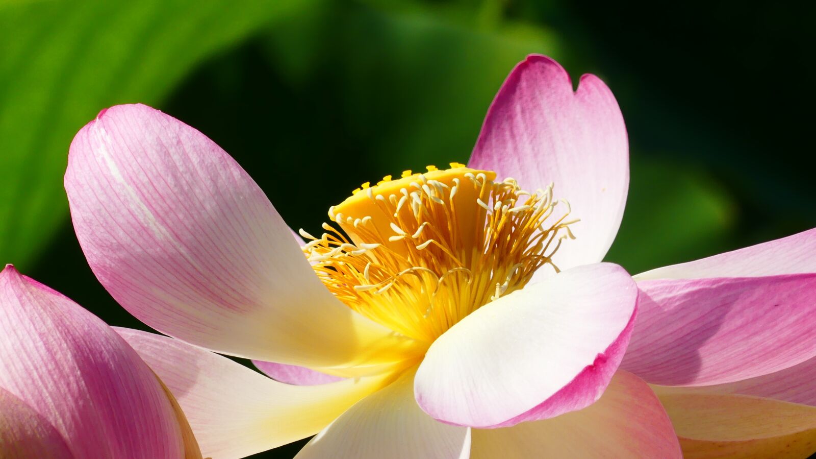 Panasonic Lumix DMC-FZ300 sample photo. Lotus, flower, aquatic plant photography