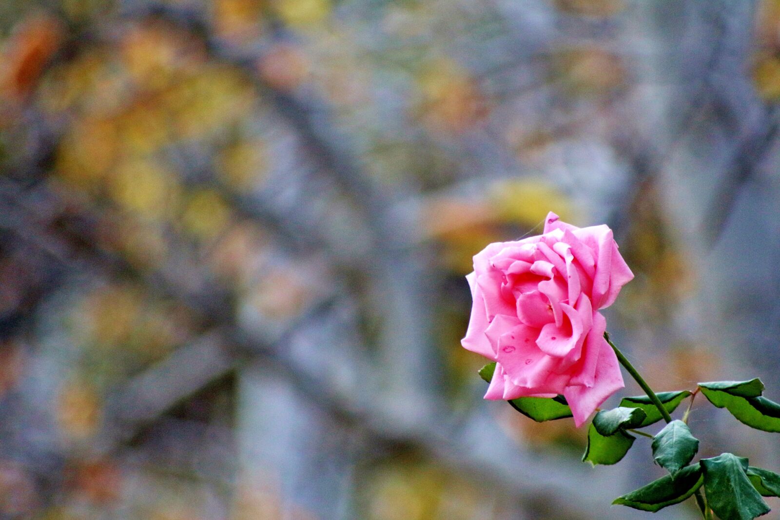 Canon EOS 700D (EOS Rebel T5i / EOS Kiss X7i) sample photo. Pink, rose, love photography