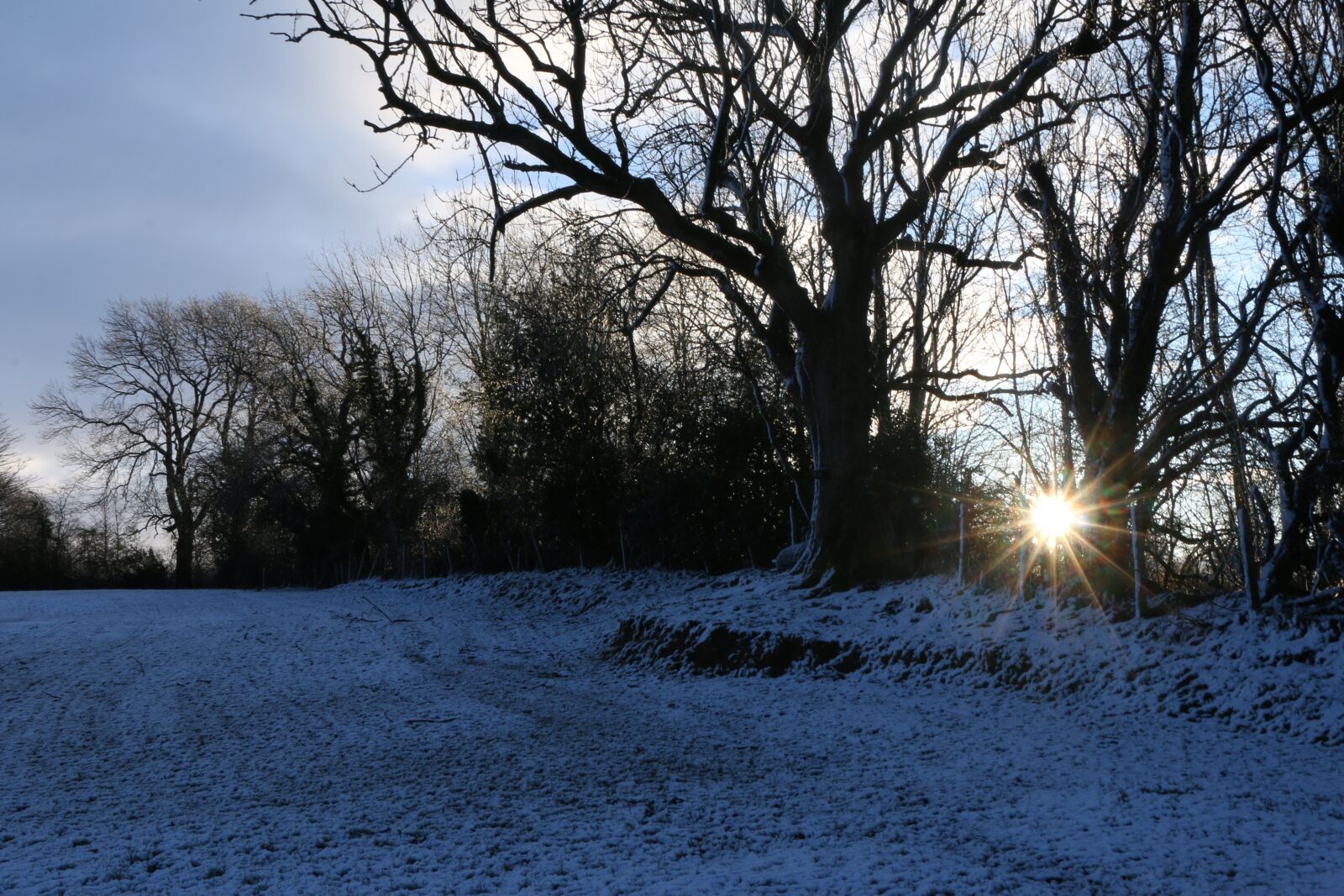 Canon EOS 70D sample photo. Tree, winter, nature photography