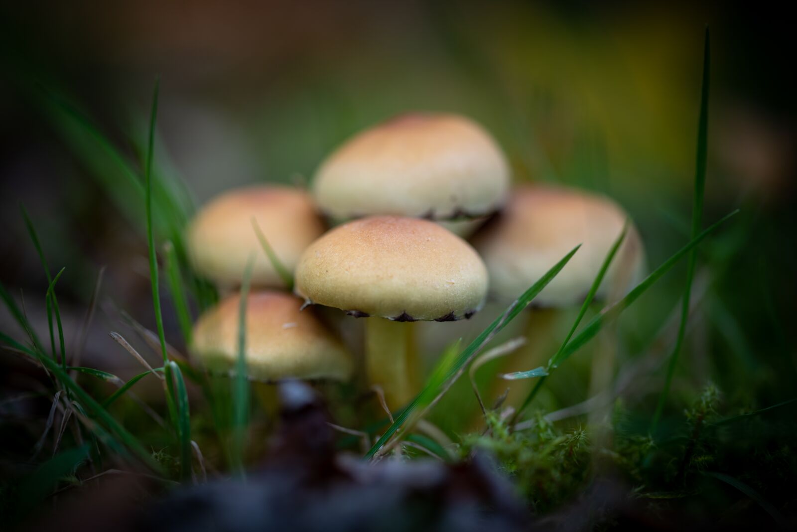 Nikon D750 sample photo. Mushroom, nature, autumn photography