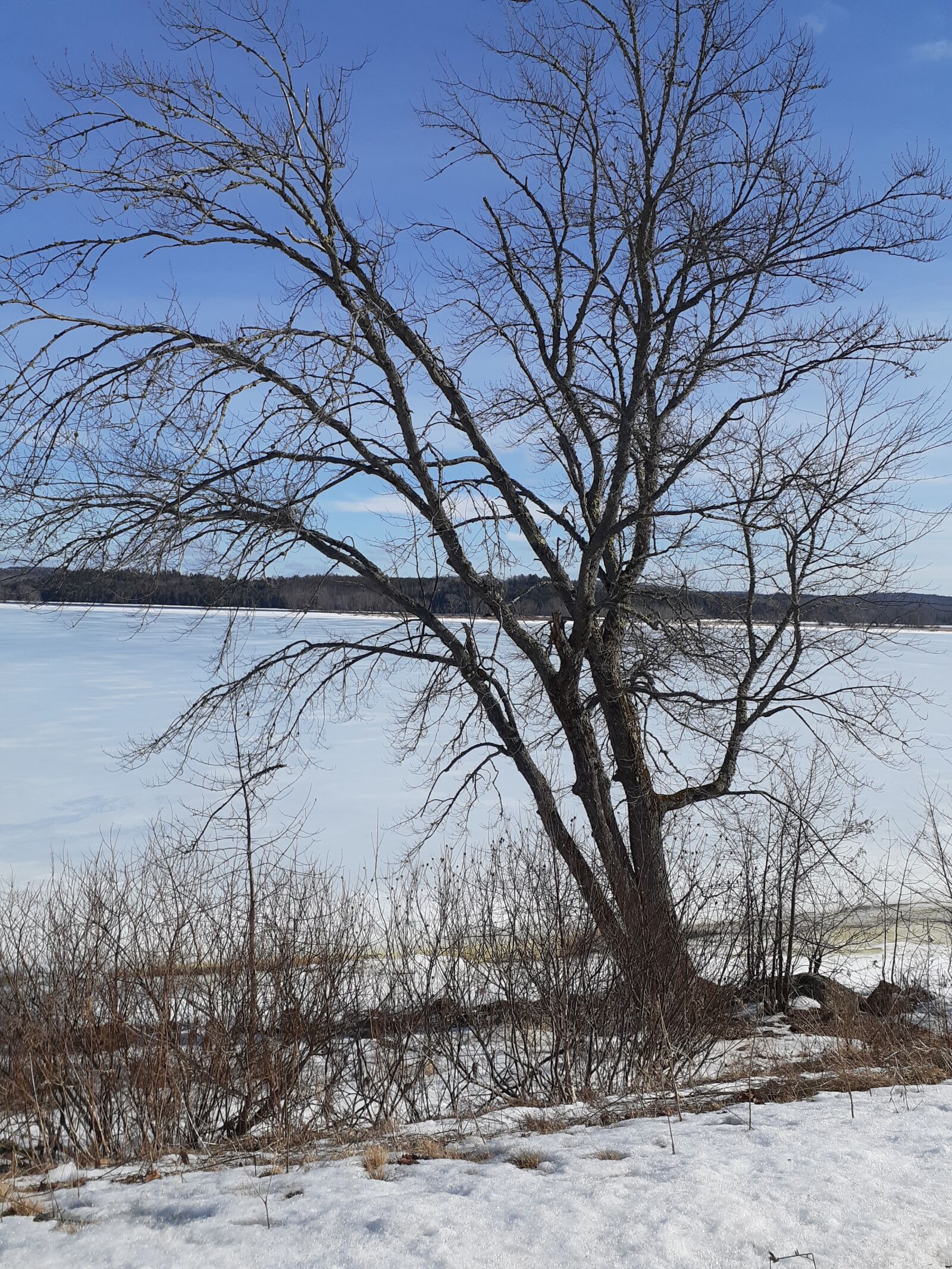 Samsung Galaxy A20 sample photo. River, tree, winter photography