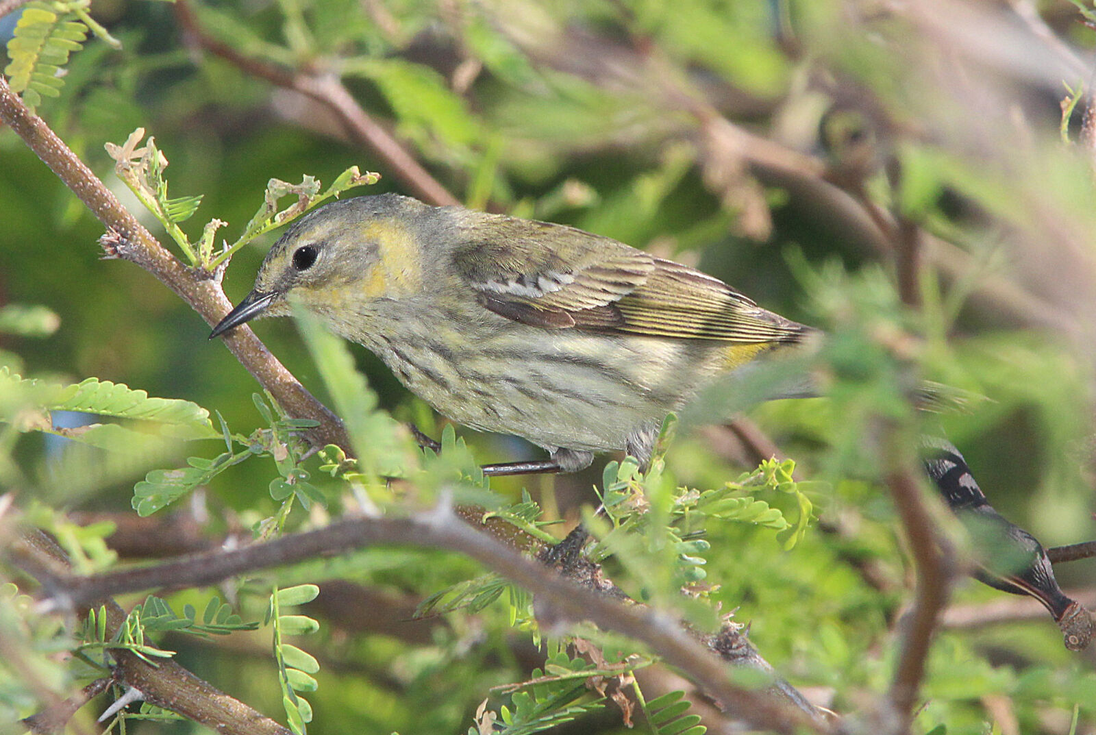 Canon EF 300mm F4L IS USM sample photo