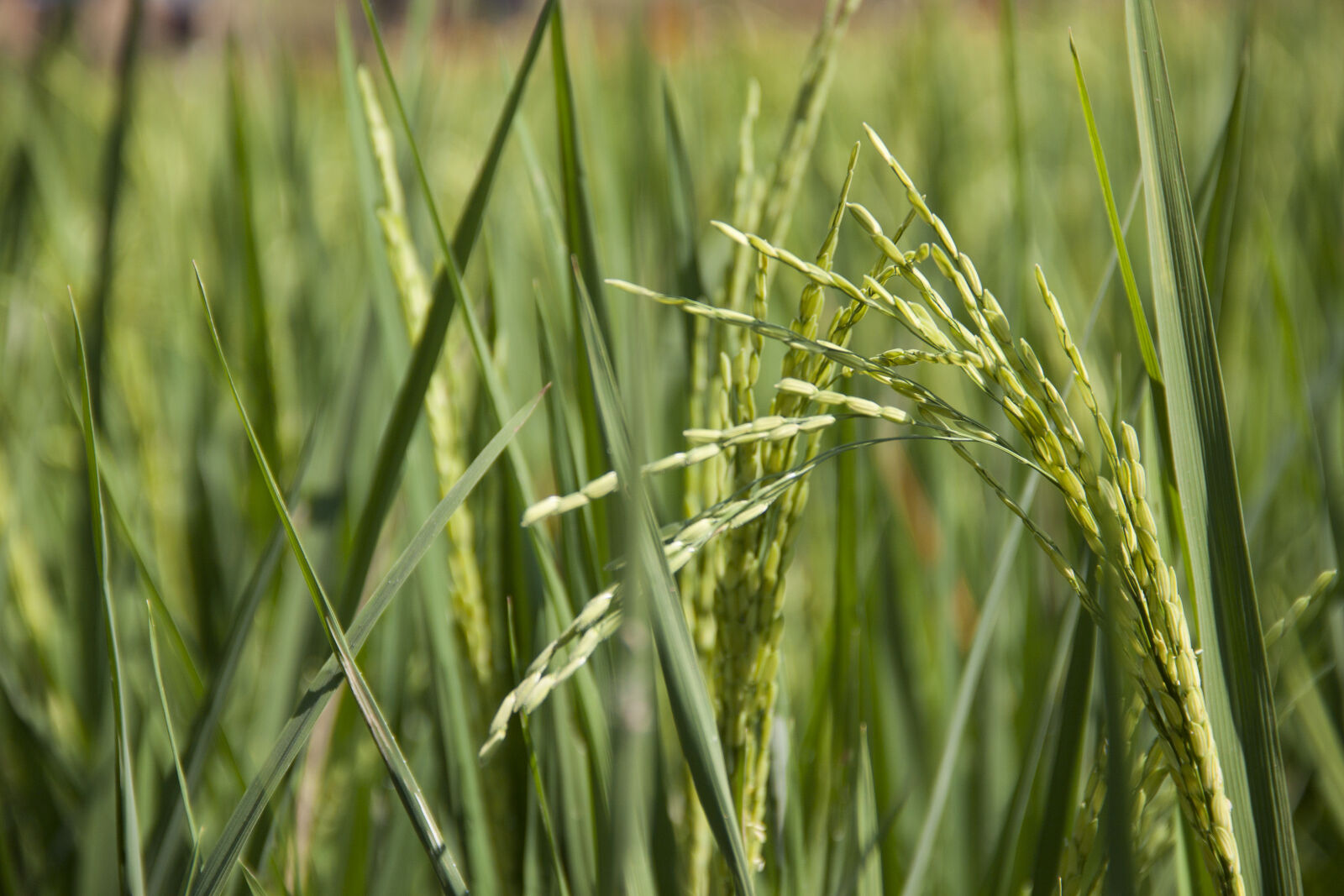 Canon EOS 500D (EOS Rebel T1i / EOS Kiss X3) sample photo. Field, green, rice, rice photography
