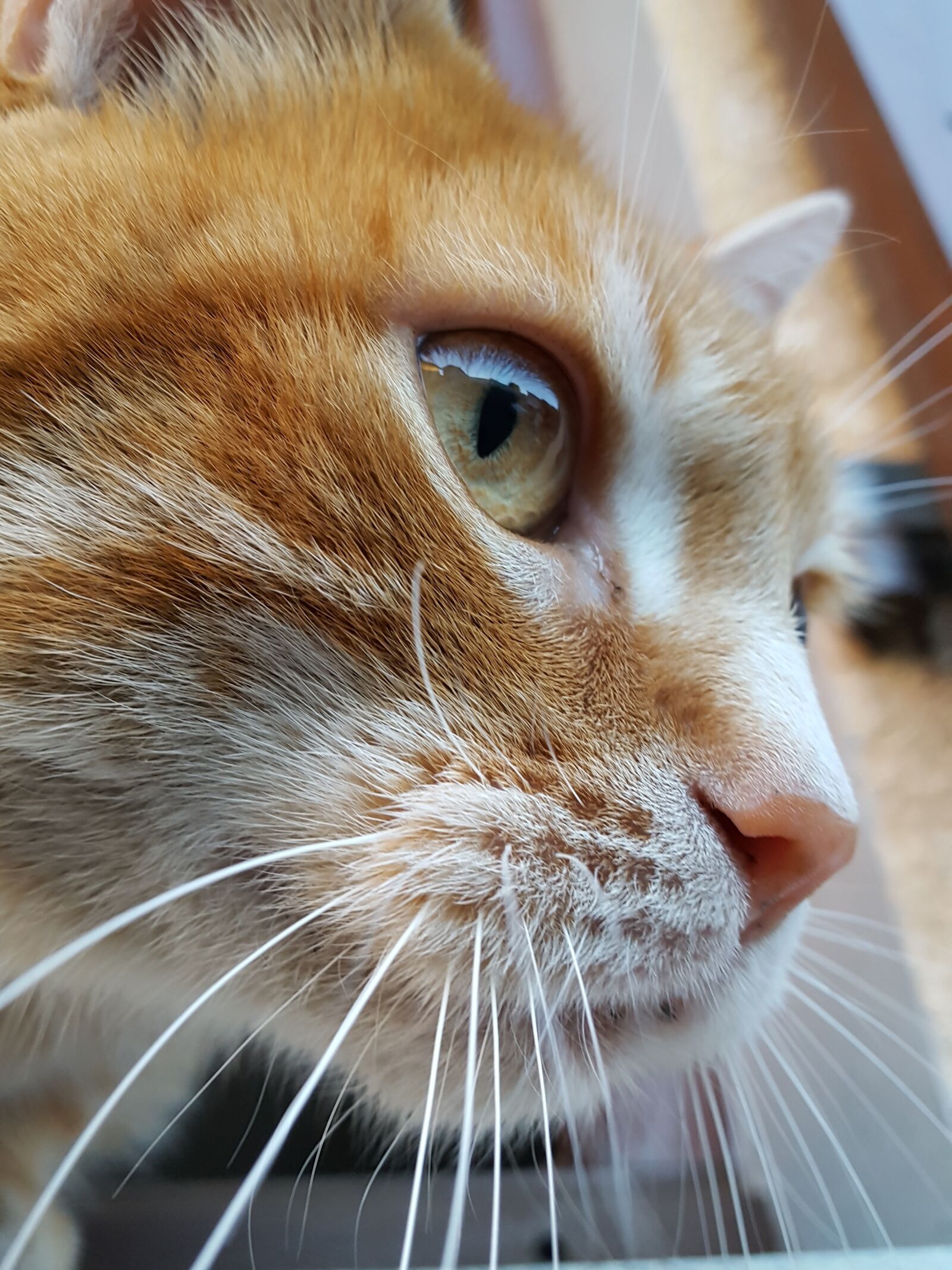 Samsung GALAXY S6 edge sample photo. Roux, red cat, cat photography
