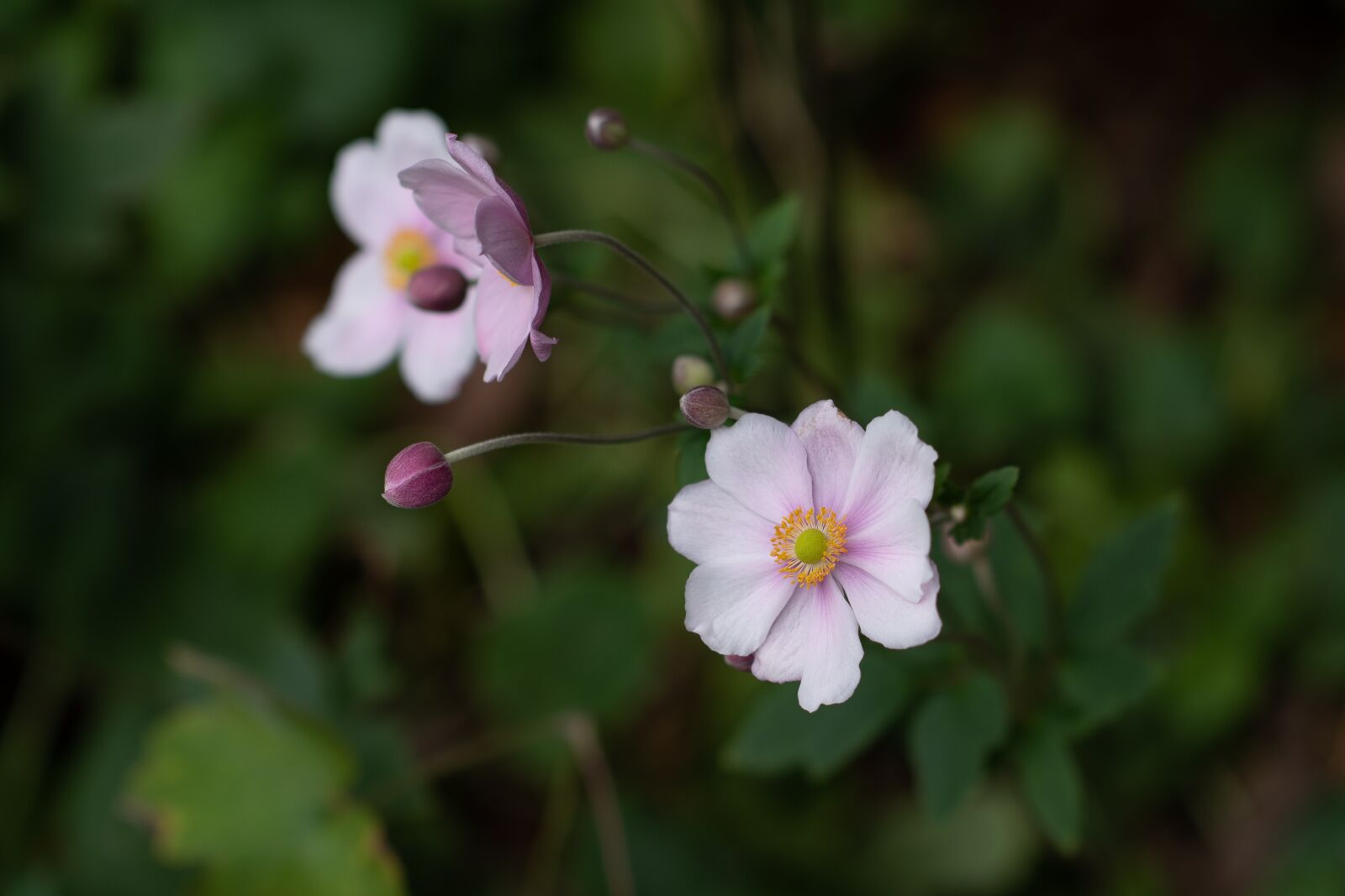 Nikon D750 sample photo. Japanese anemone, windflower, flower photography