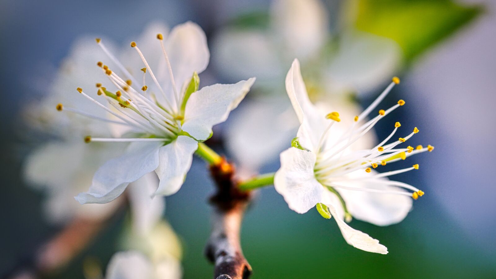Panasonic Lumix DMC-GX8 sample photo. Blossom, bloom, fruit tree photography