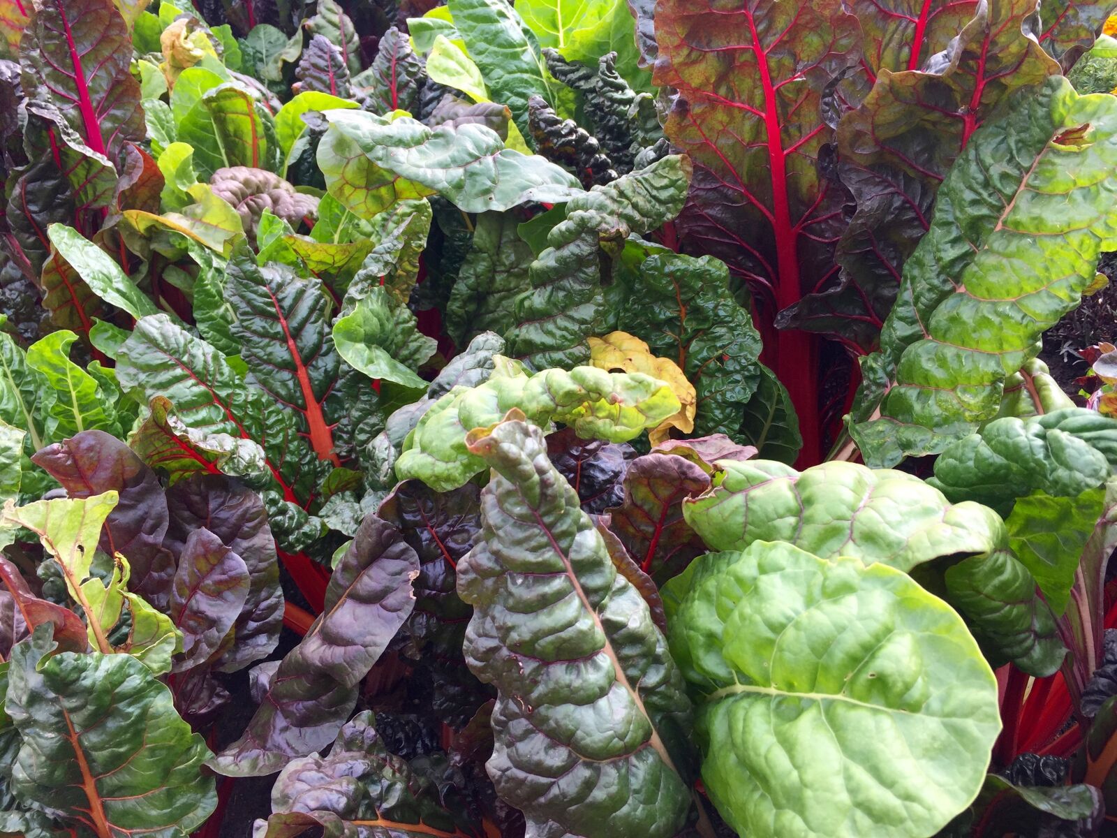 Apple iPhone 6 sample photo. Swiss chard, leafy greens photography
