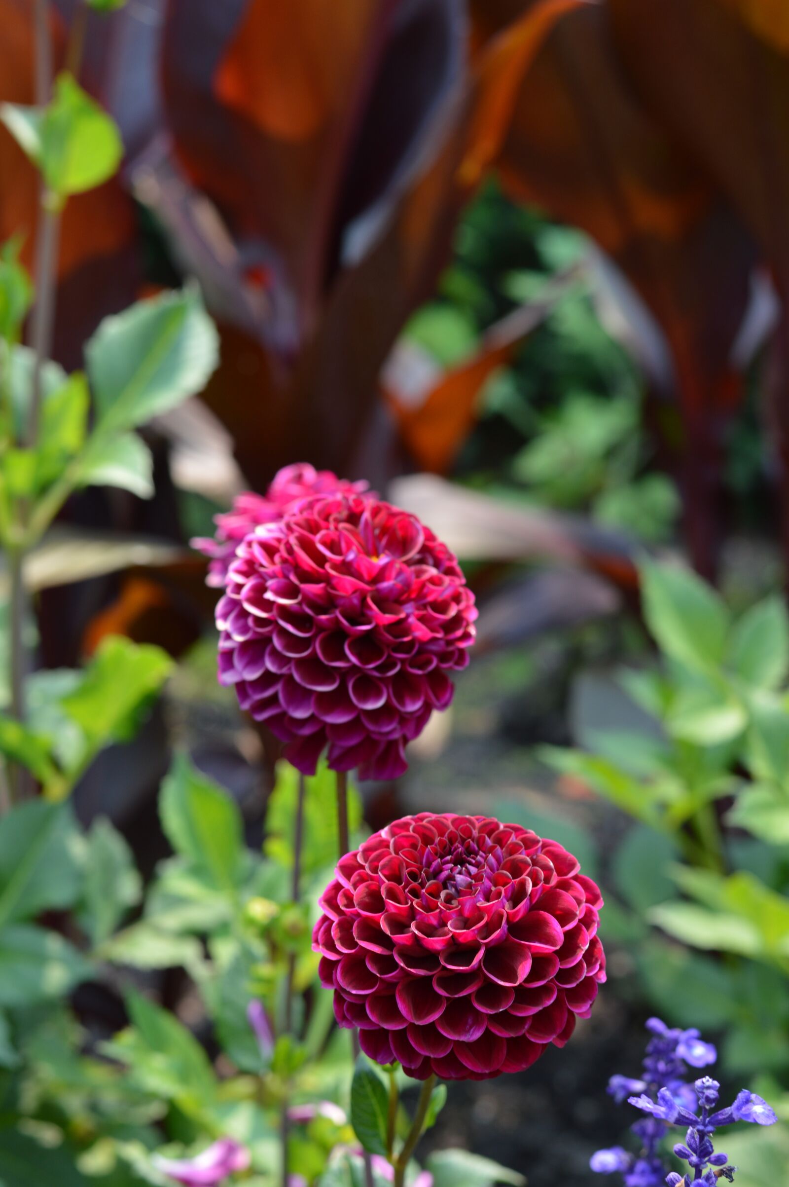 Nikon D3200 sample photo. Flowers, chicago, botanic gardens photography
