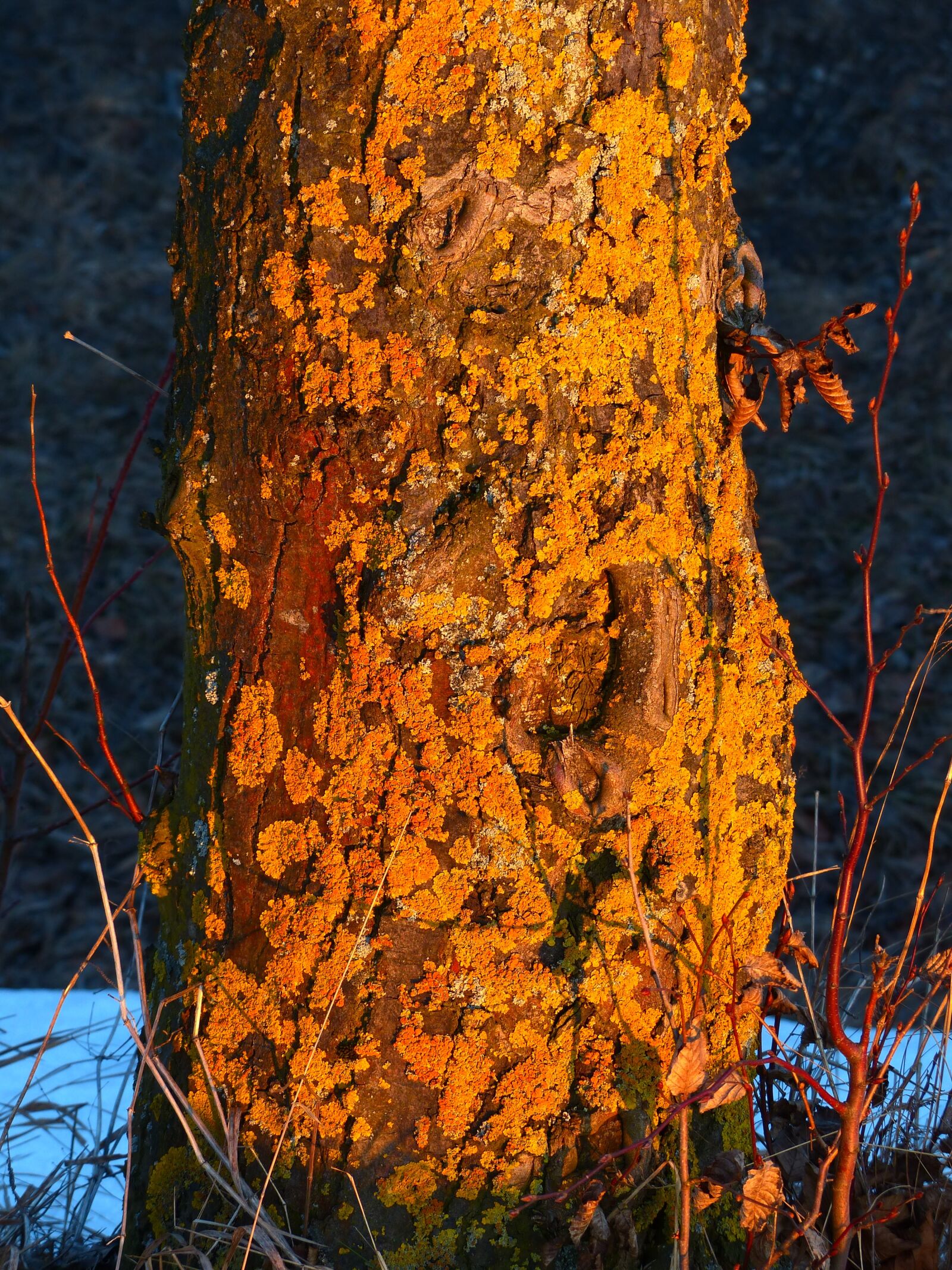 Panasonic Lumix DMC-FZ200 sample photo. Tree, log, weave photography