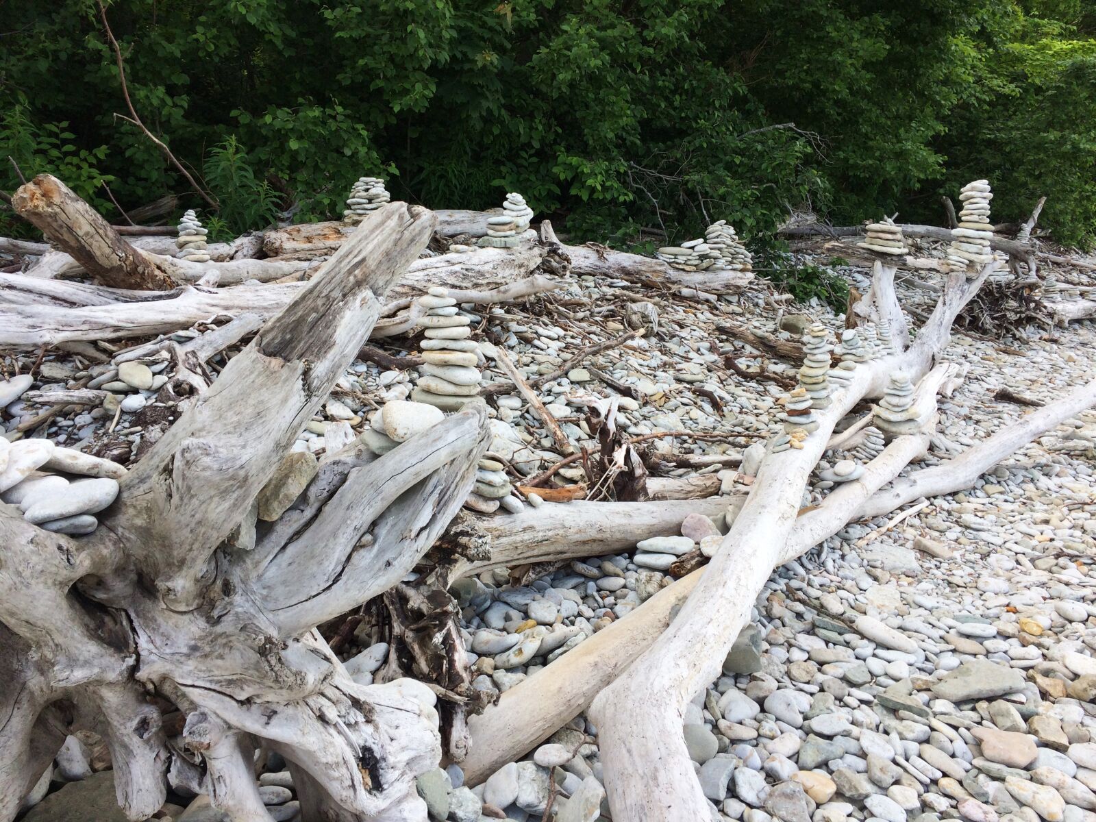 Apple iPhone 5s sample photo. Tree roots, beach, tree photography