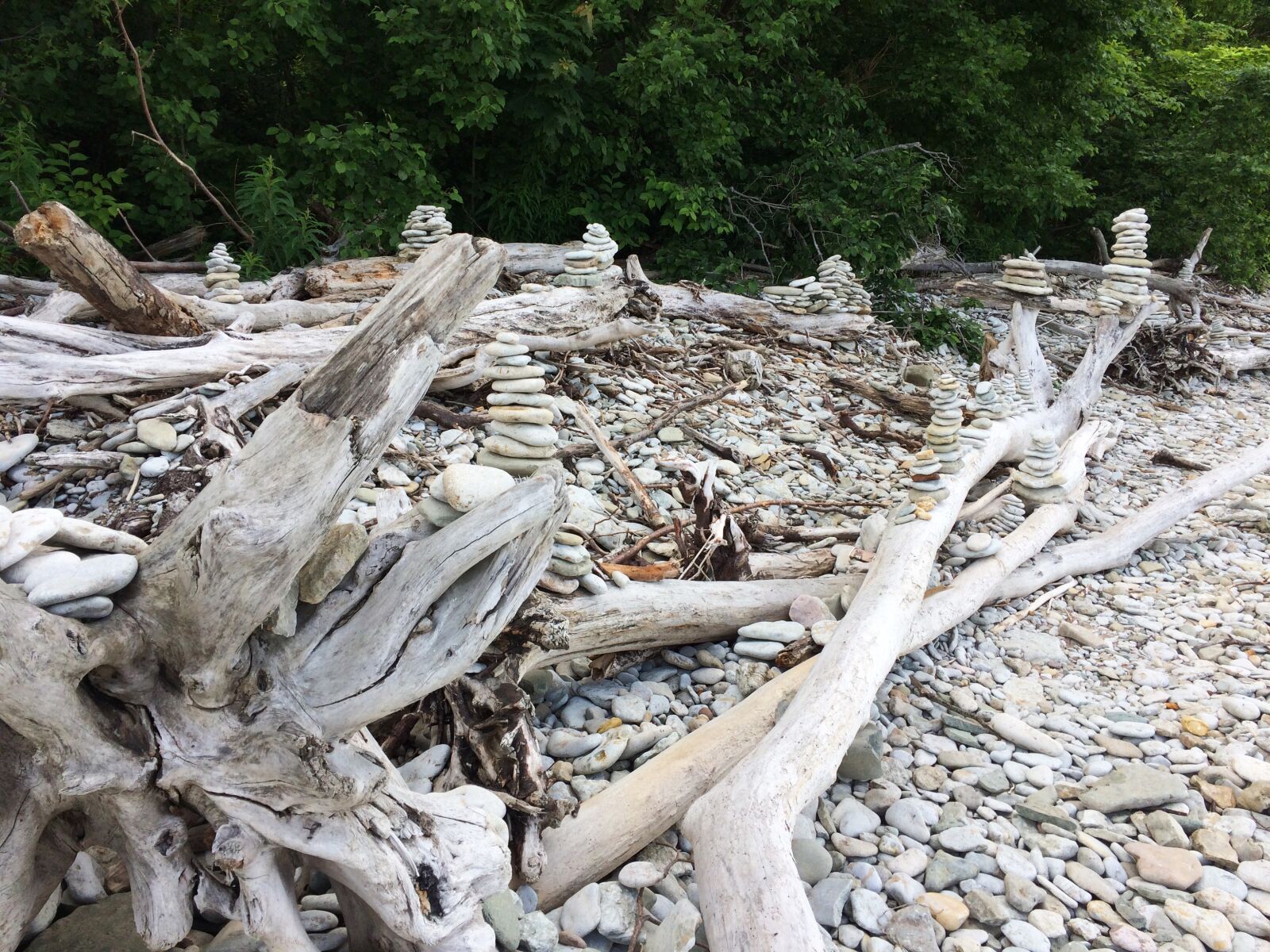 iPhone 5s back camera 4.15mm f/2.2 sample photo. Tree roots, beach, tree photography