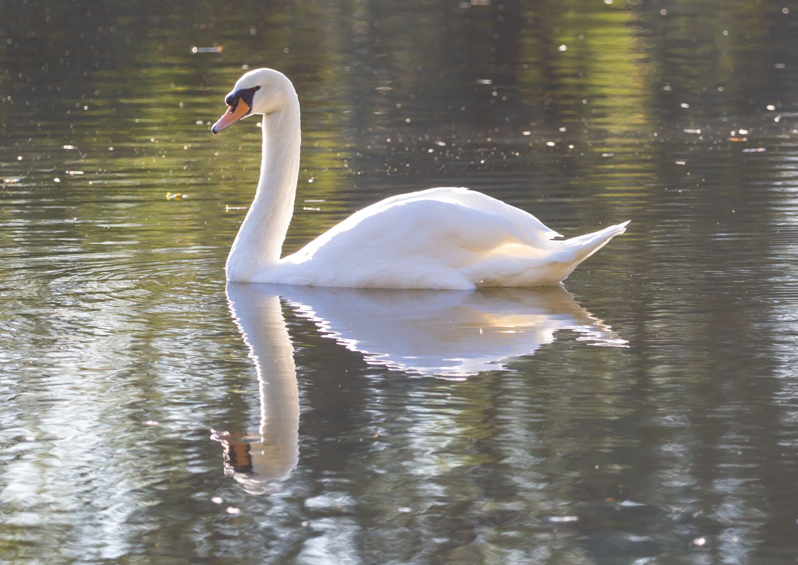 Canon EF 100-400mm F4.5-5.6L IS II USM sample photo. Swan, lake, river photography