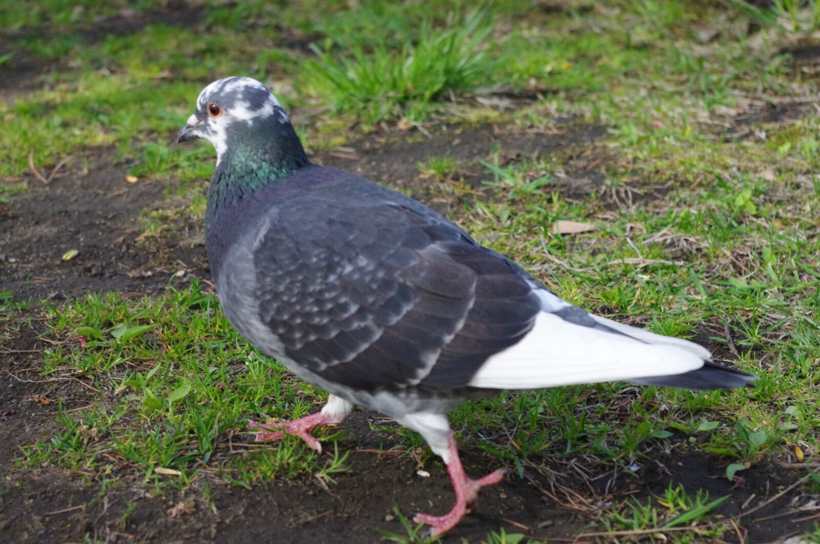 Pentax K-r sample photo. Pigeon, bird, dove photography