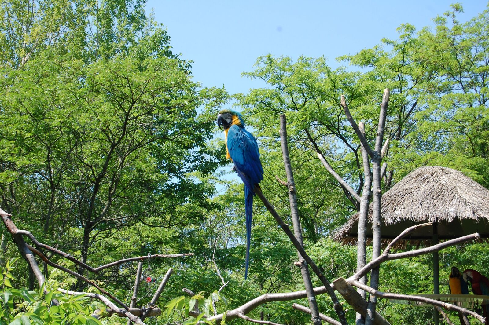 Nikon D40 sample photo. Macaw, brazil, bird photography