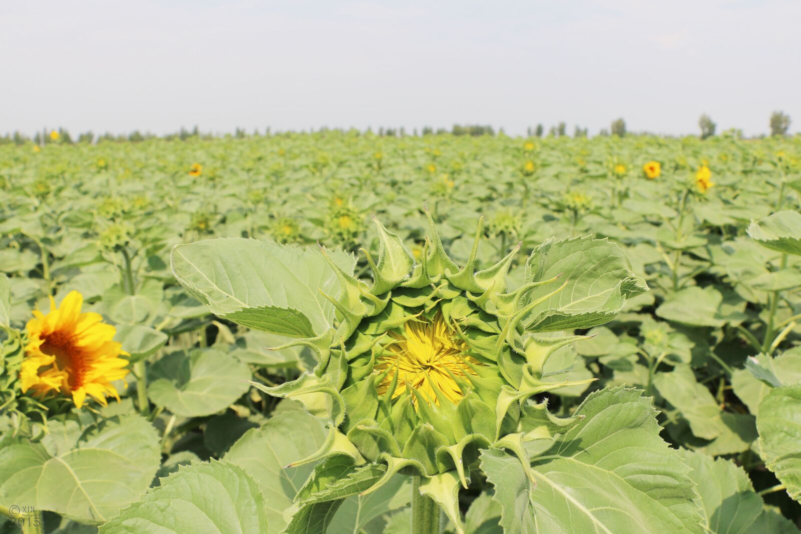 Canon EOS 70D sample photo. Sunflower, ground, sky photography