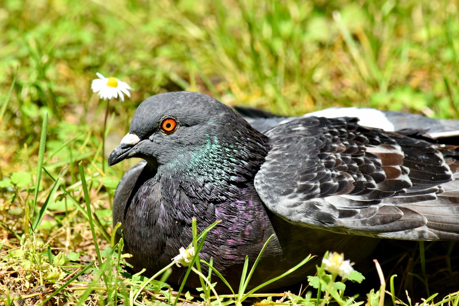 Nikon D5500 sample photo. Pigeon, beak, nature, bird photography