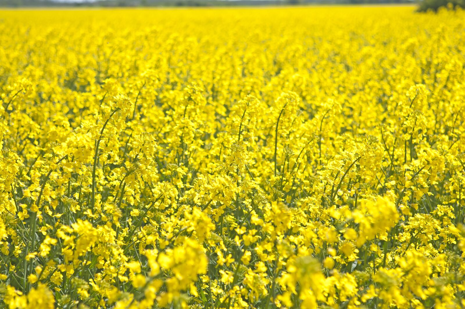 Nikon D300 sample photo. Canola, summer, field photography