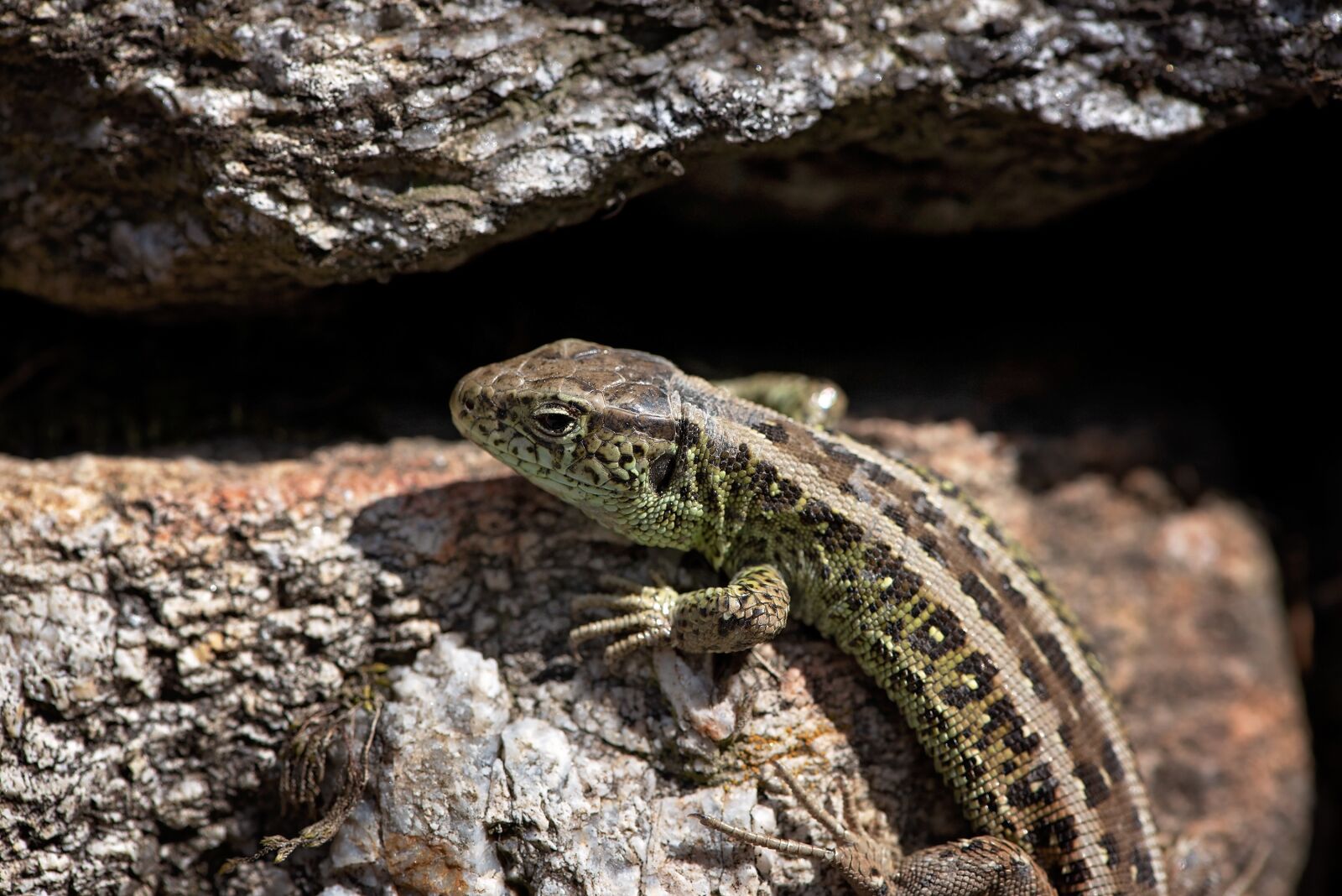 Nikon D750 sample photo. Lizard, animal, stones photography