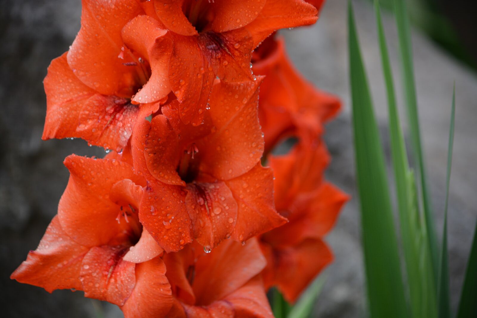 Nikon D7100 sample photo. Flower, orange, bloom photography