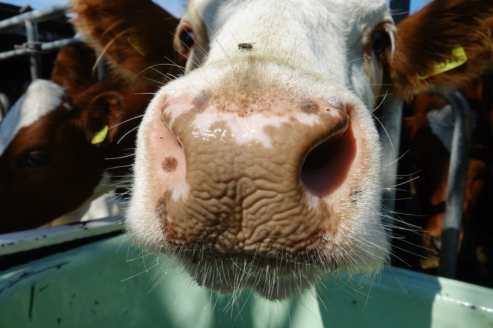 Sony Cyber-shot DSC-RX10 III sample photo. Cow, island, nose photography