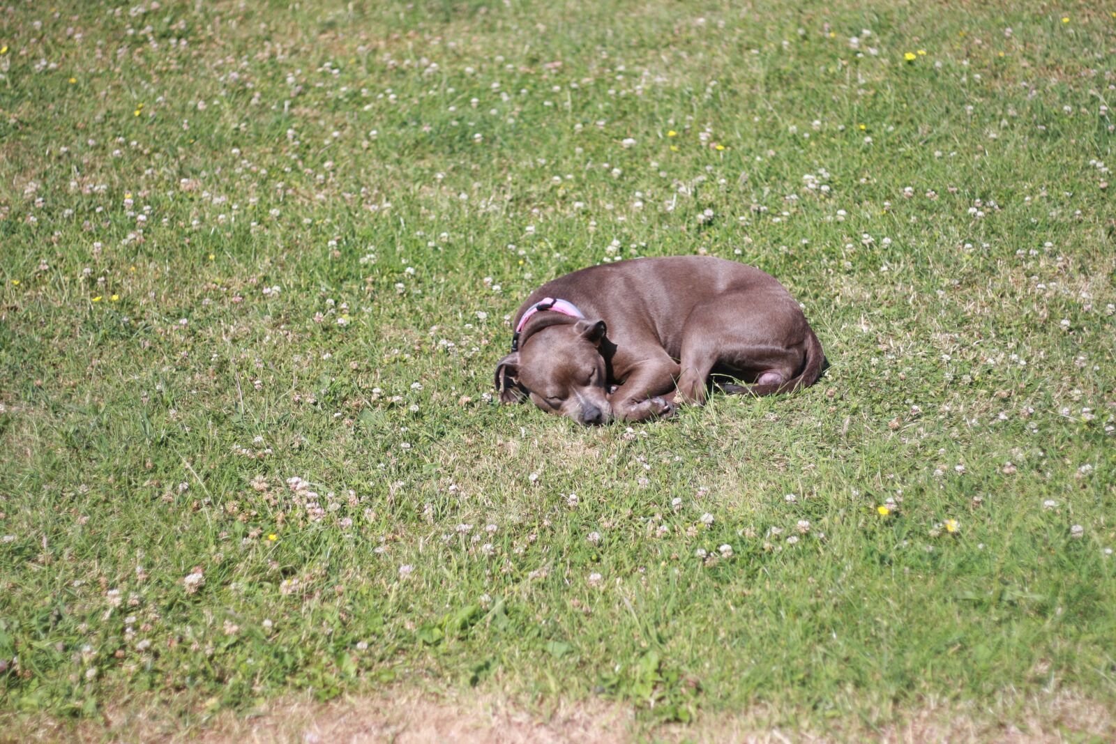 Canon EOS 40D sample photo. Dog, animal, sleeping photography