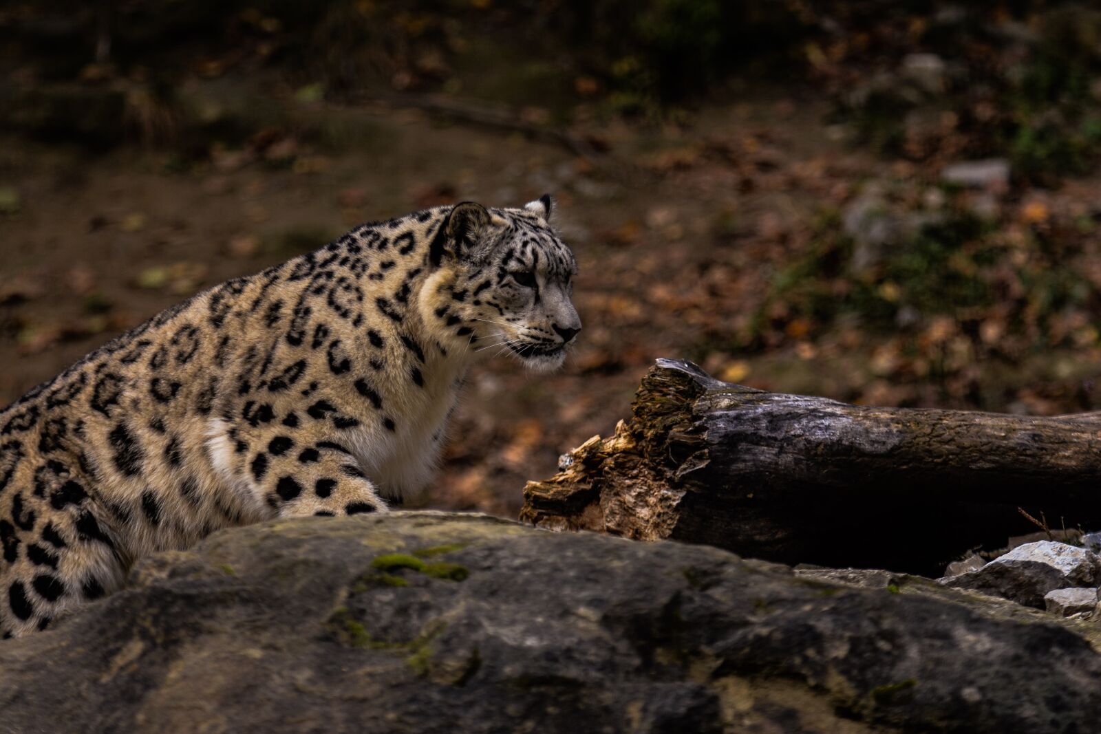 Nikon D7100 sample photo. Animal world, mammal, nature photography