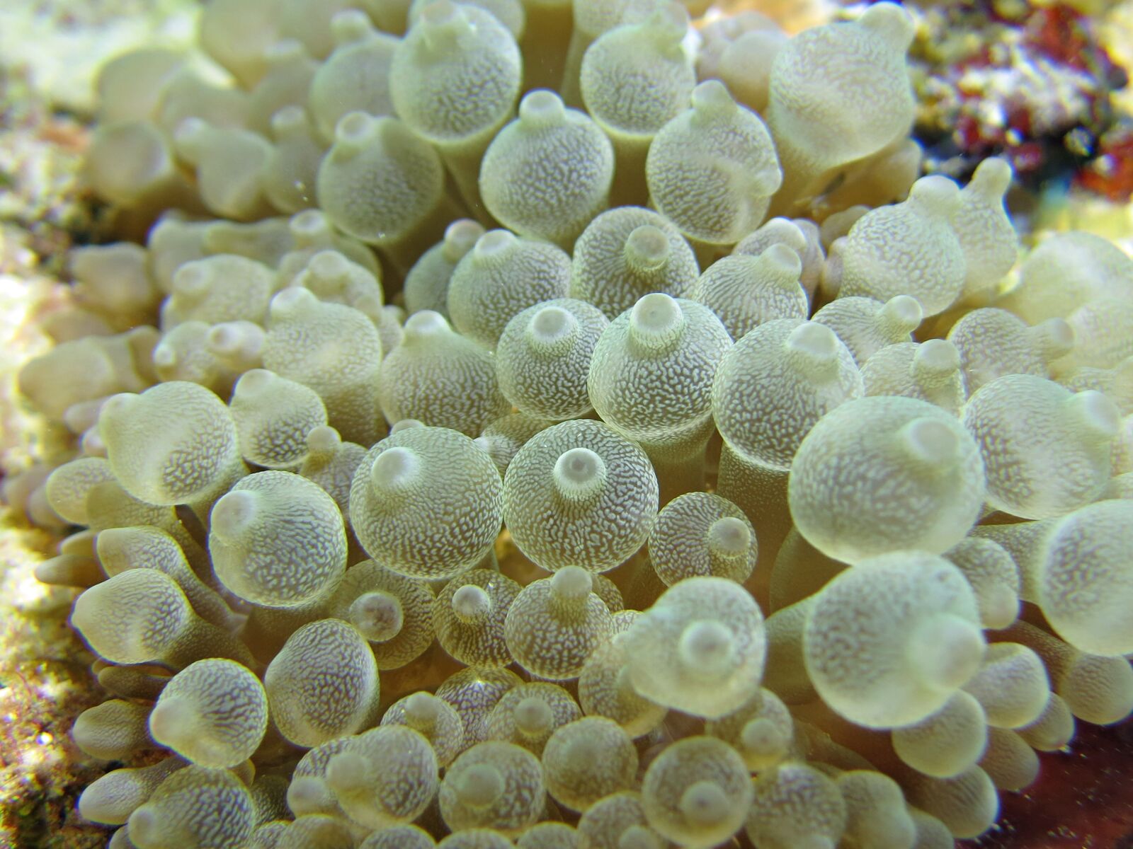 Canon PowerShot S100 sample photo. Macro, sea anemone, underwater photography